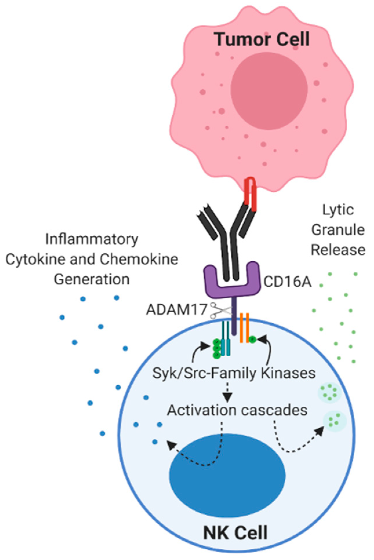 Cancers 13 00312 g001