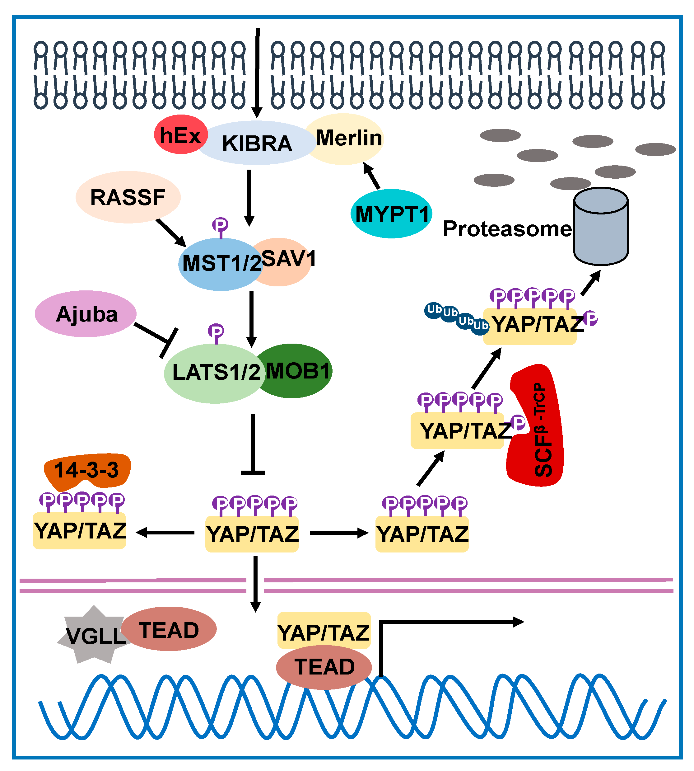 Cancers 13 00318 g001