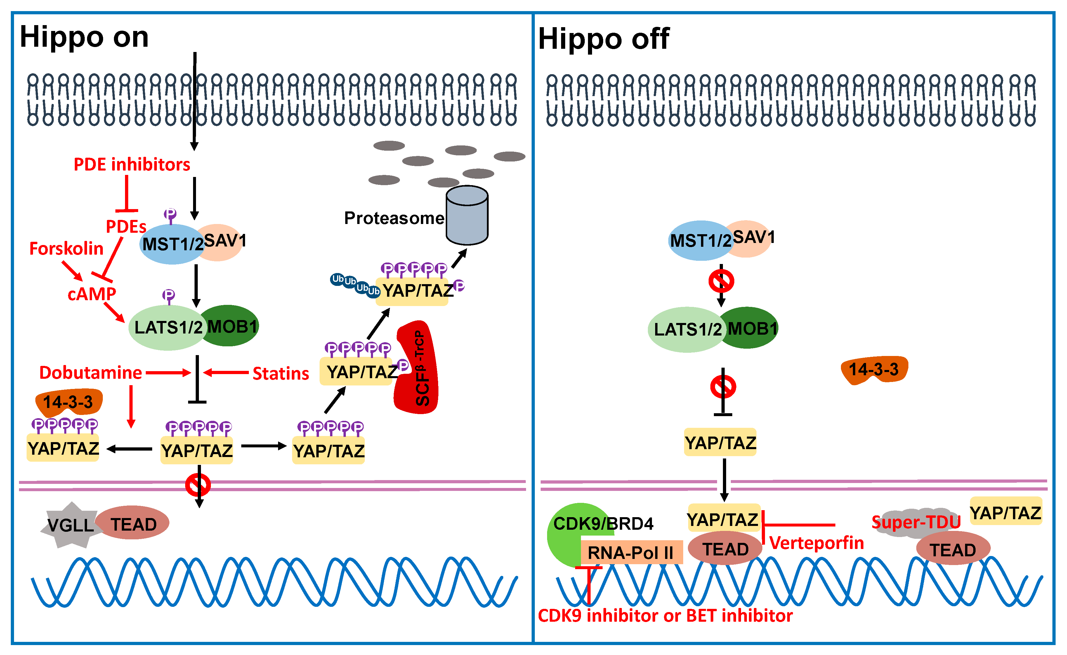 Cancers 13 00318 g002
