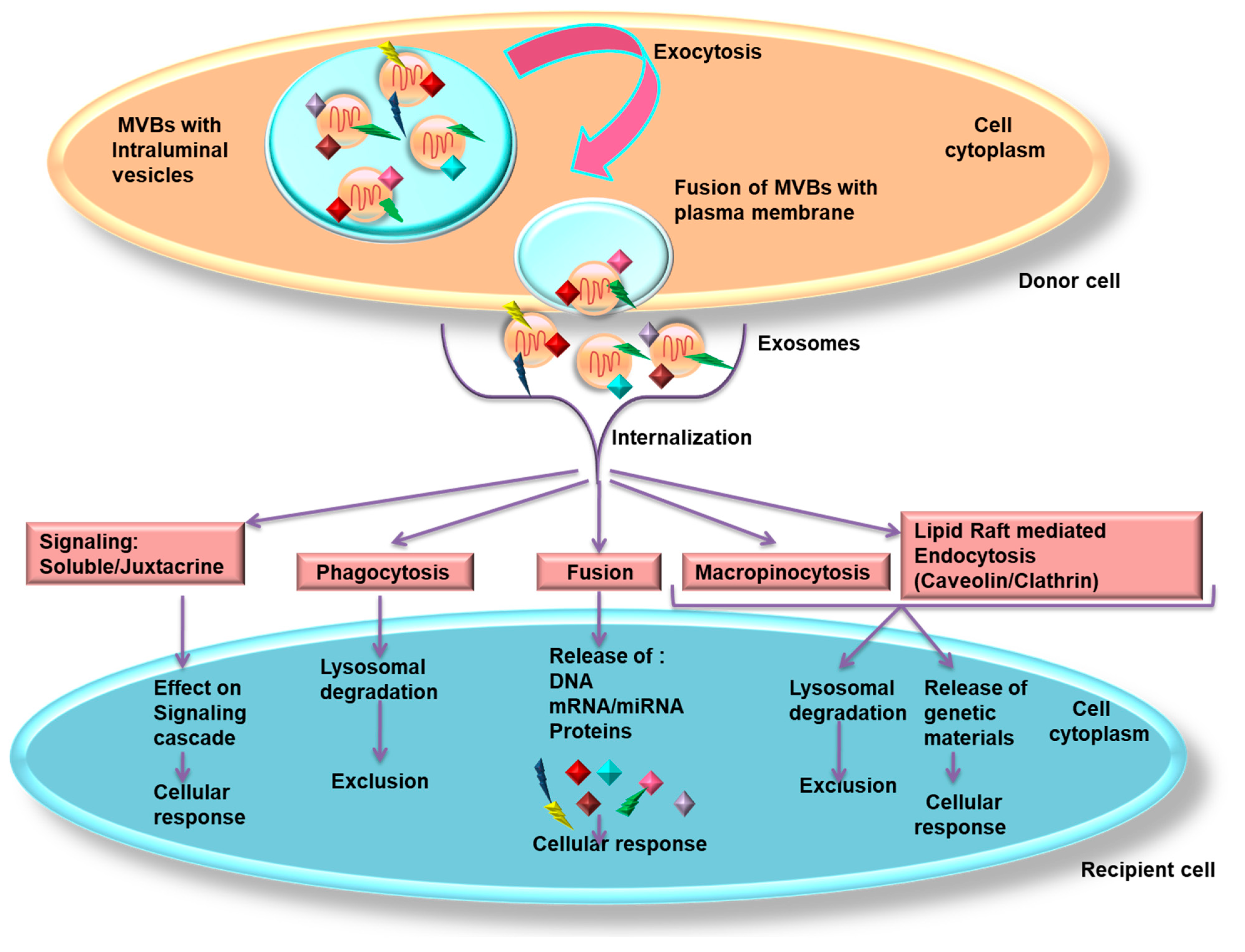 Cancers 13 00326 g002
