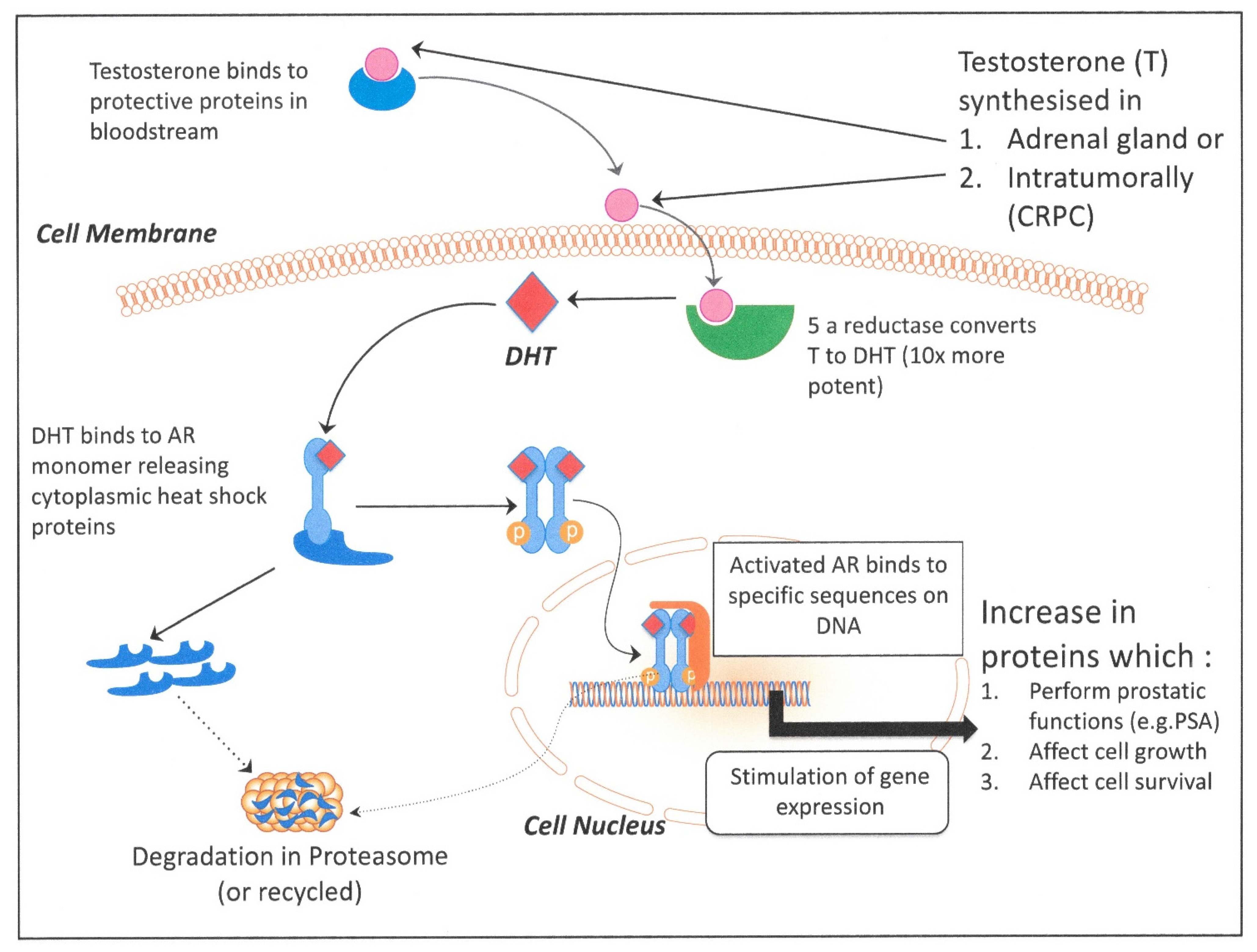 Cancers 13 00327 g002