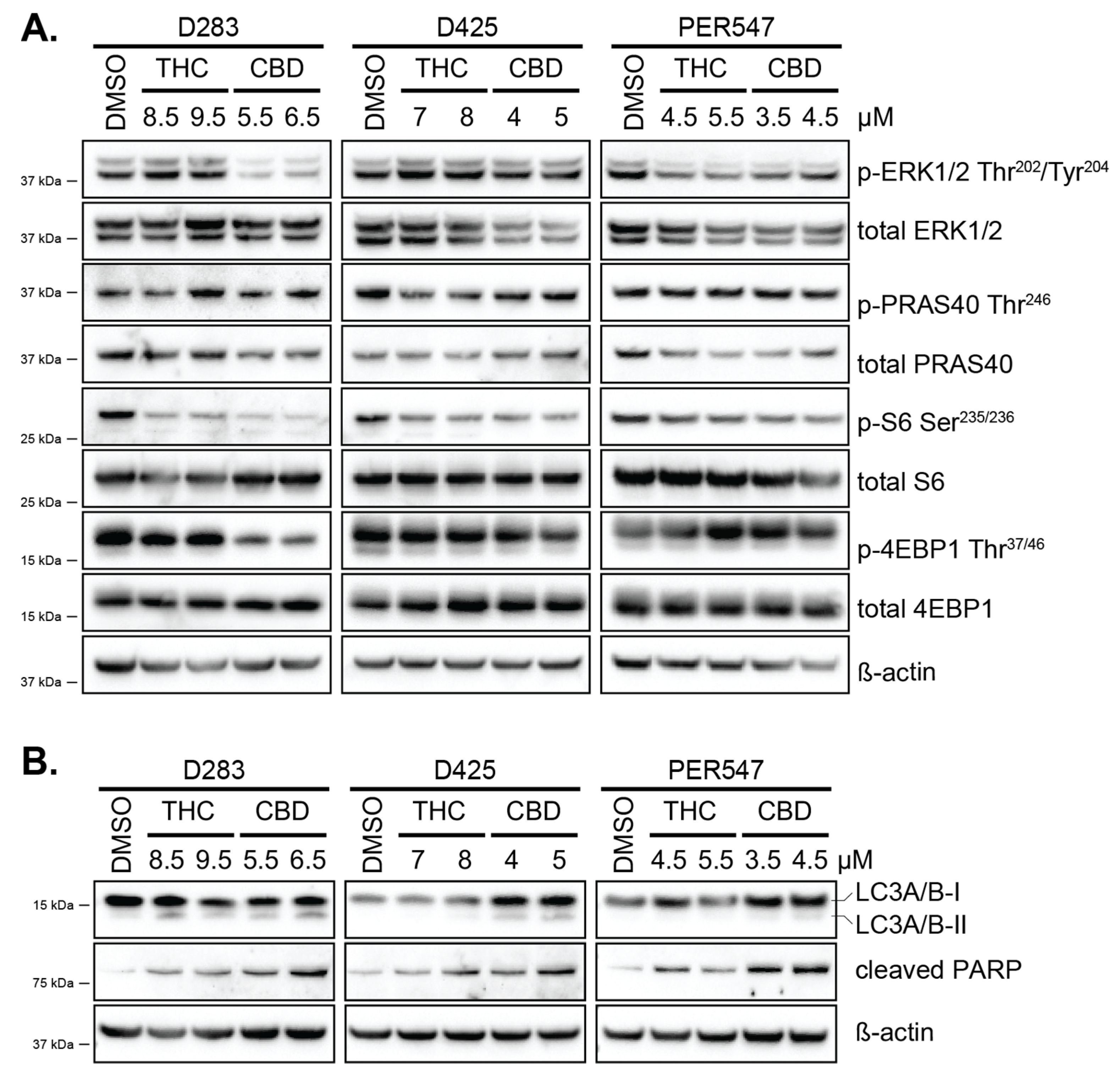 Cancers 13 00330 g004
