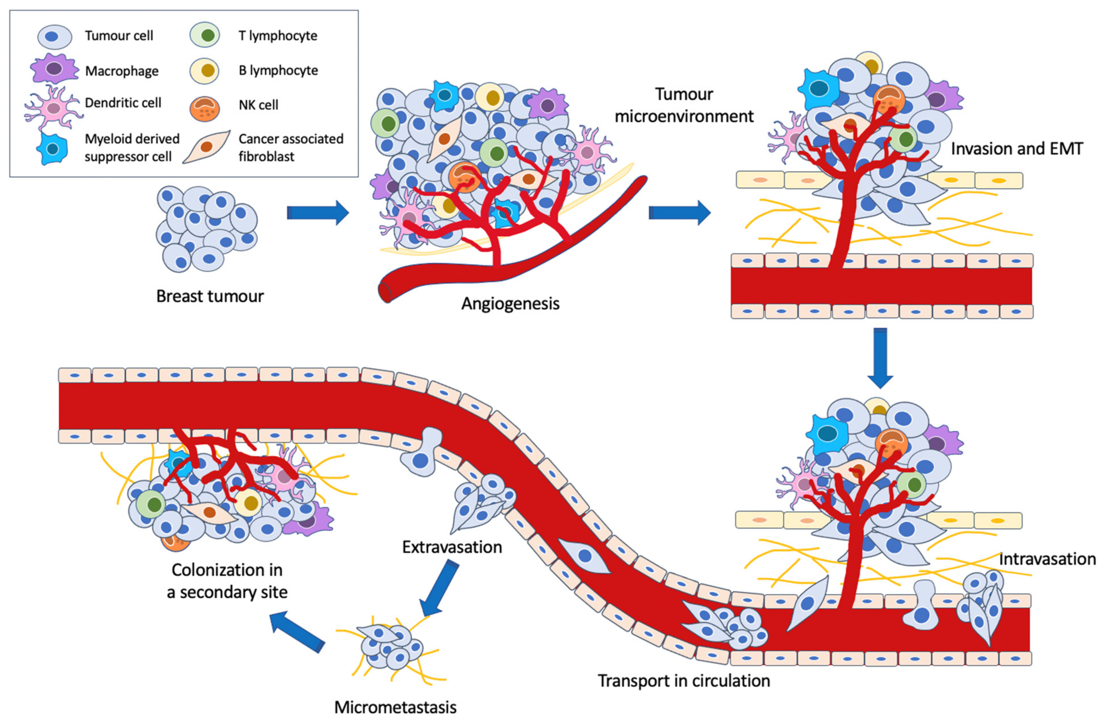Cancers 13 00337 g002
