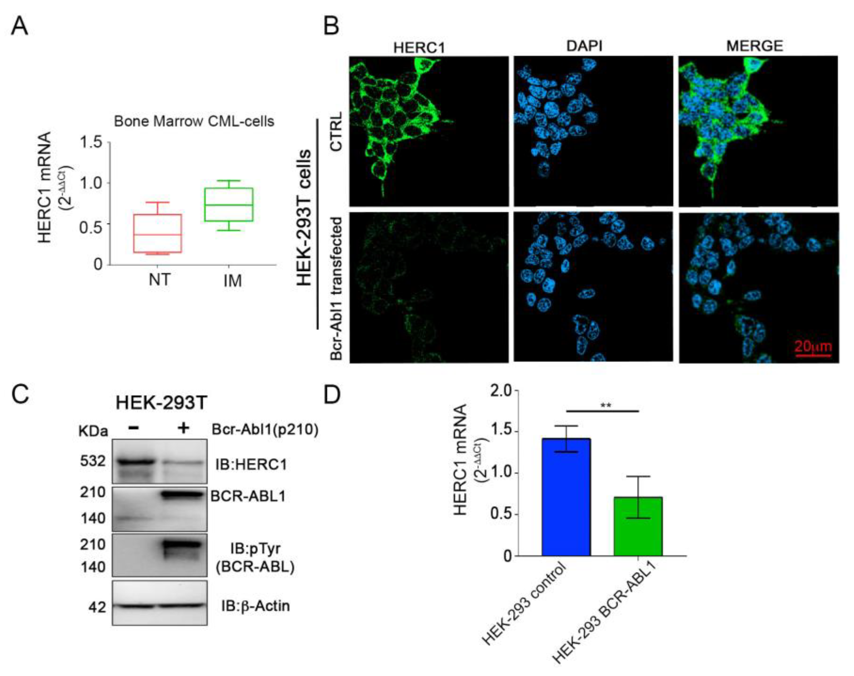 Cancers 13 00341 g005 Cancers 13 00341 g005