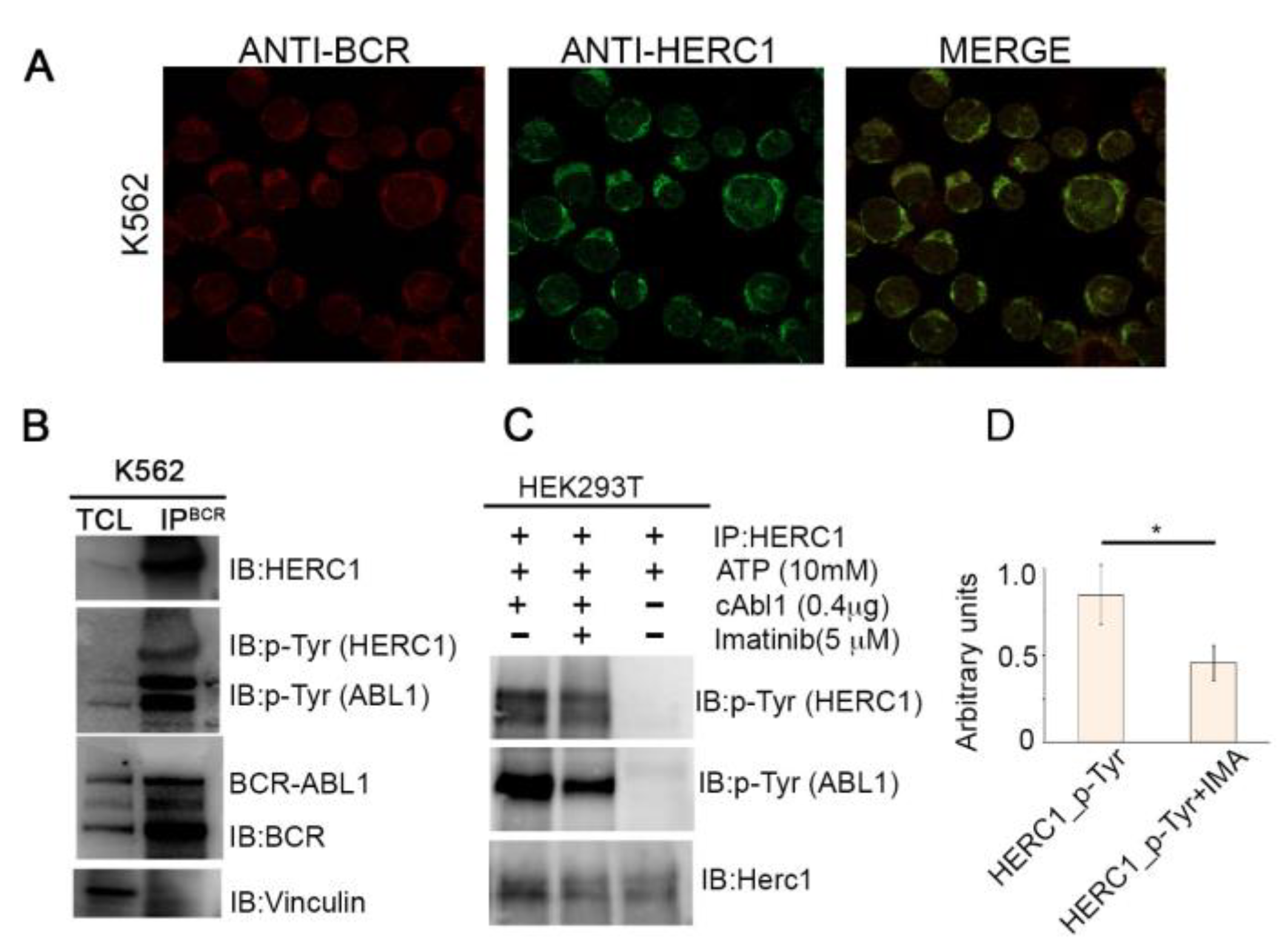 Cancers 13 00341 g006 Cancers 13 00341 g006
