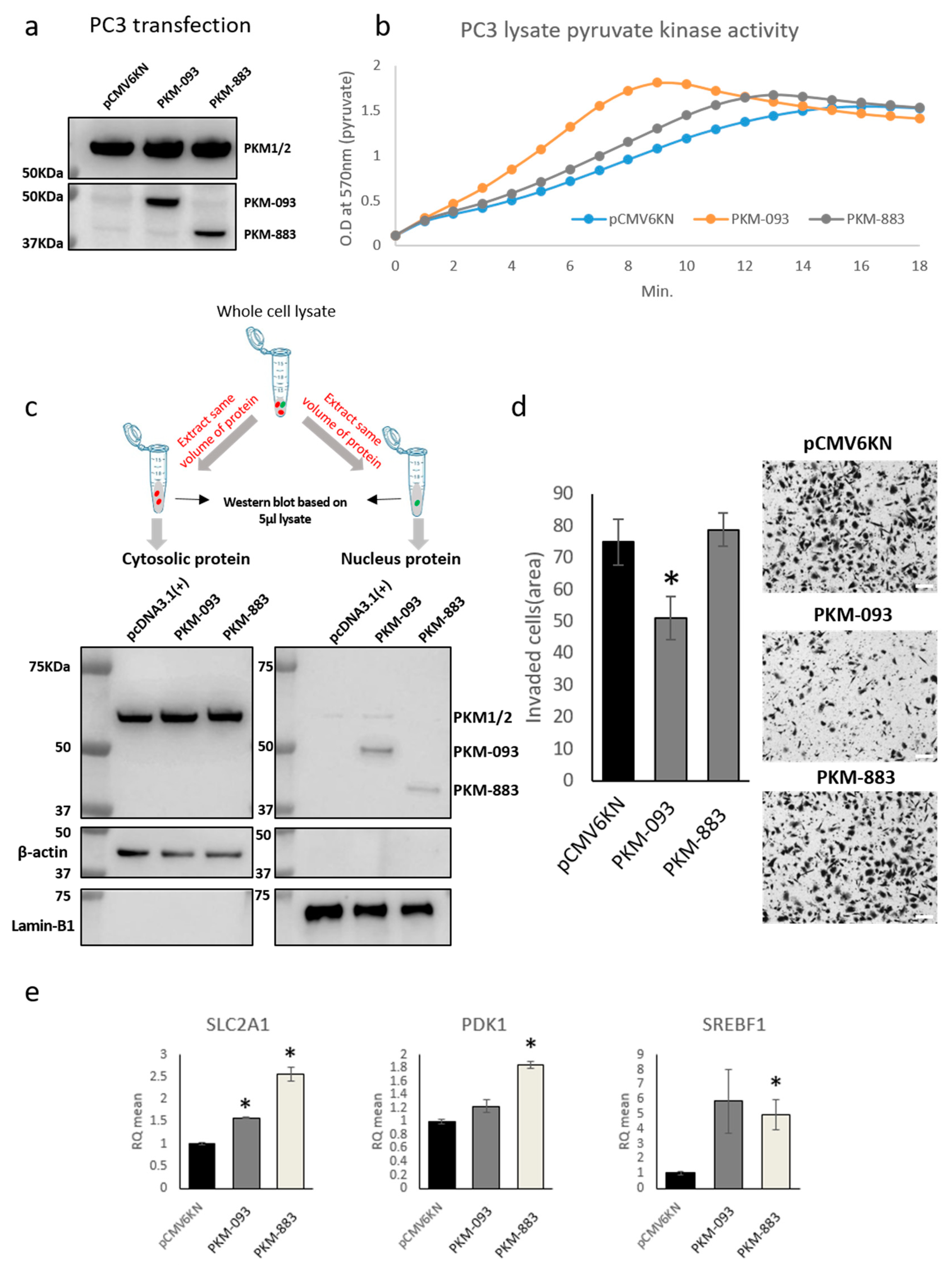 Cancers 13 00348 g005 Cancers 13 00348 g005
