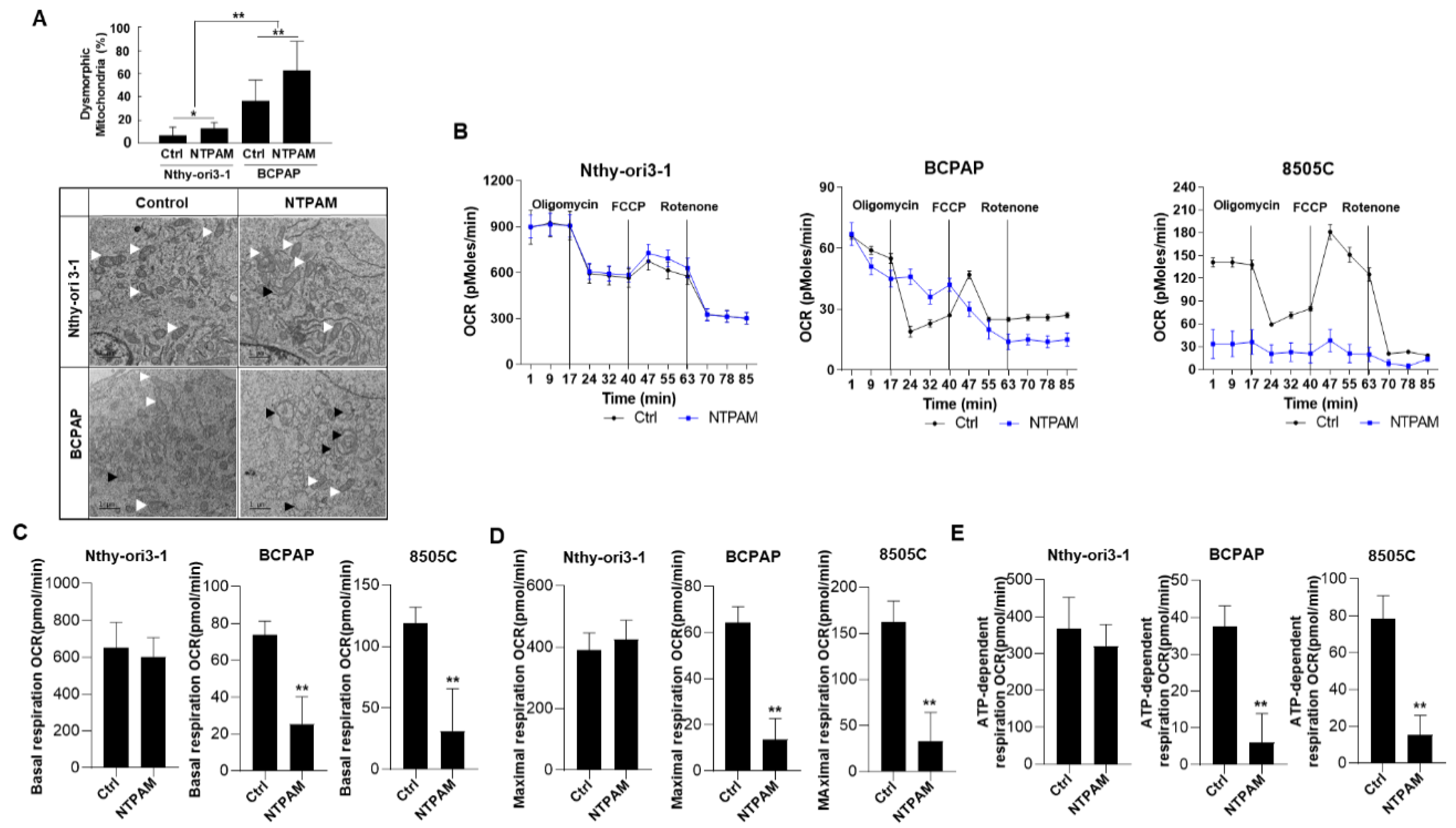 Cancers 13 00351 g002