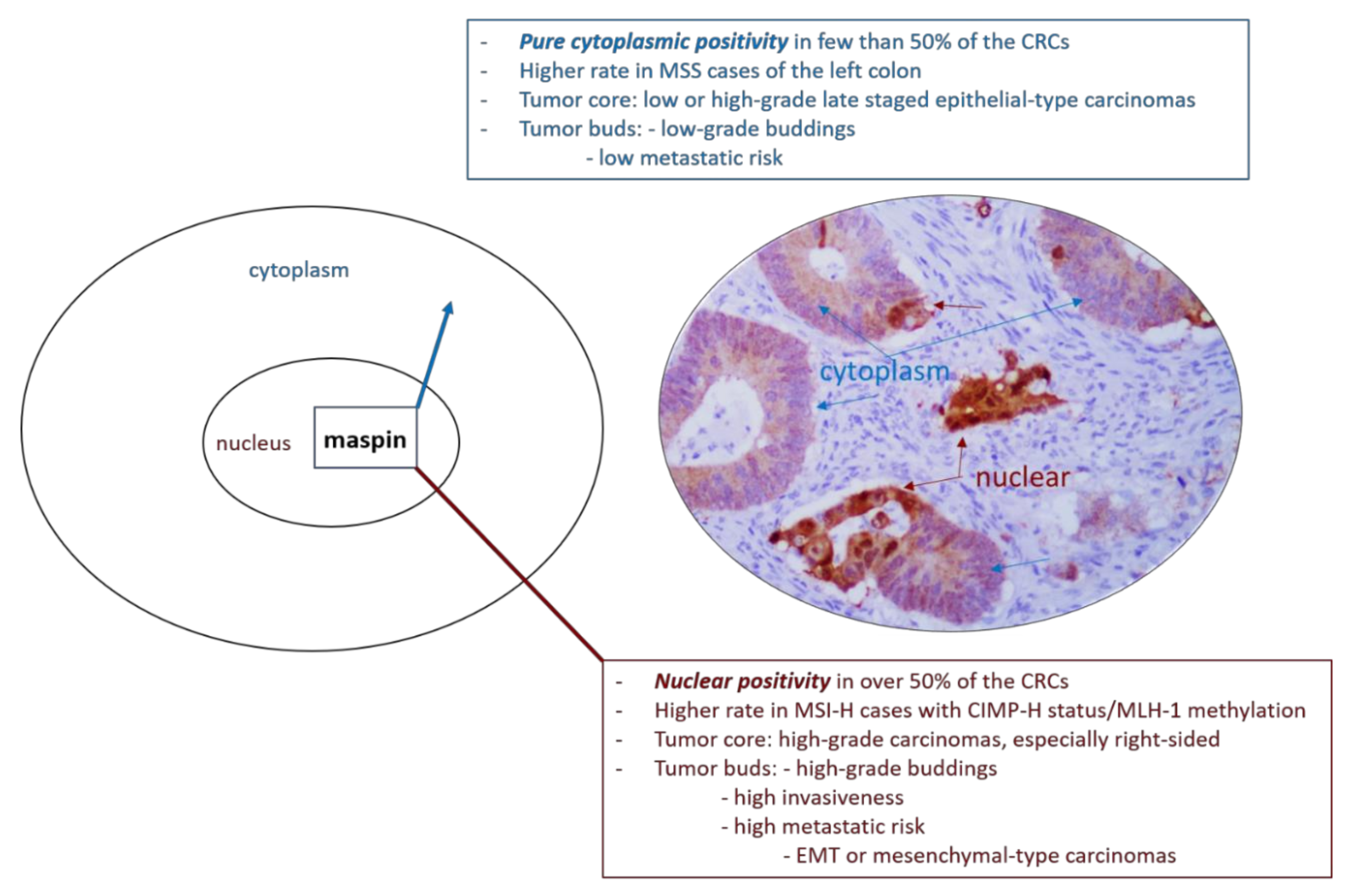 Cancers 13 00366 g001