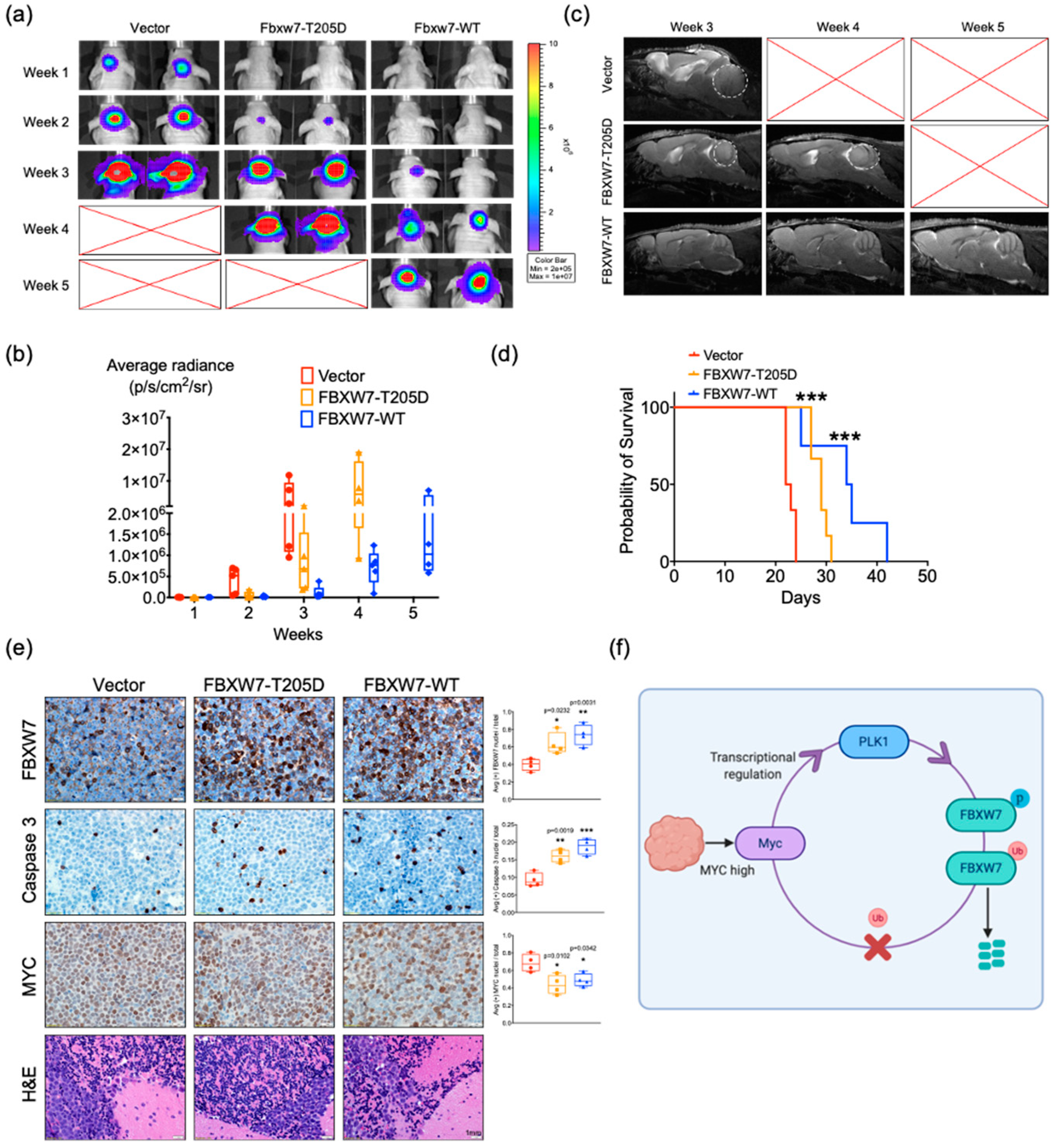 Cancers 13 00387 g006