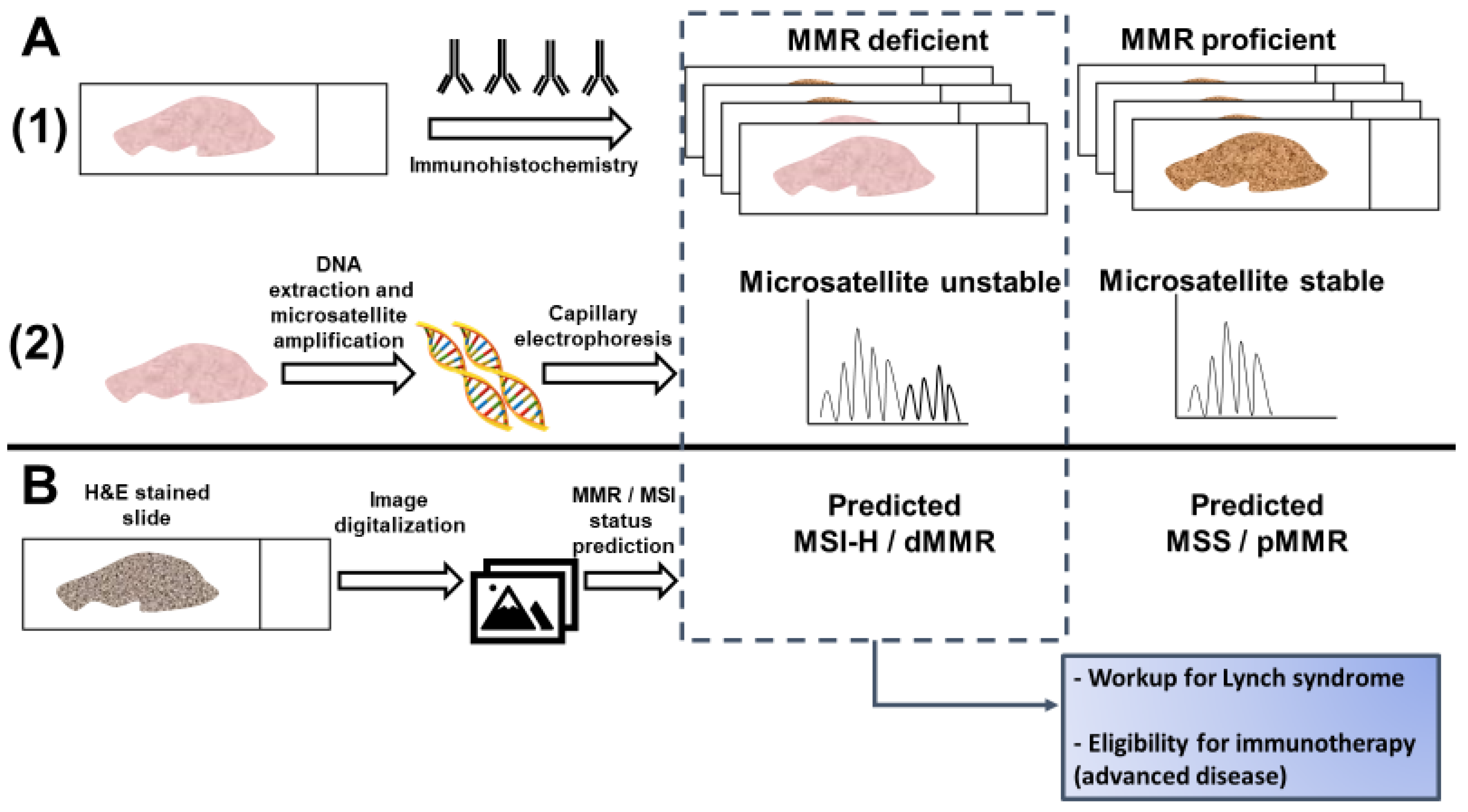 Cancers 13 00391 g001