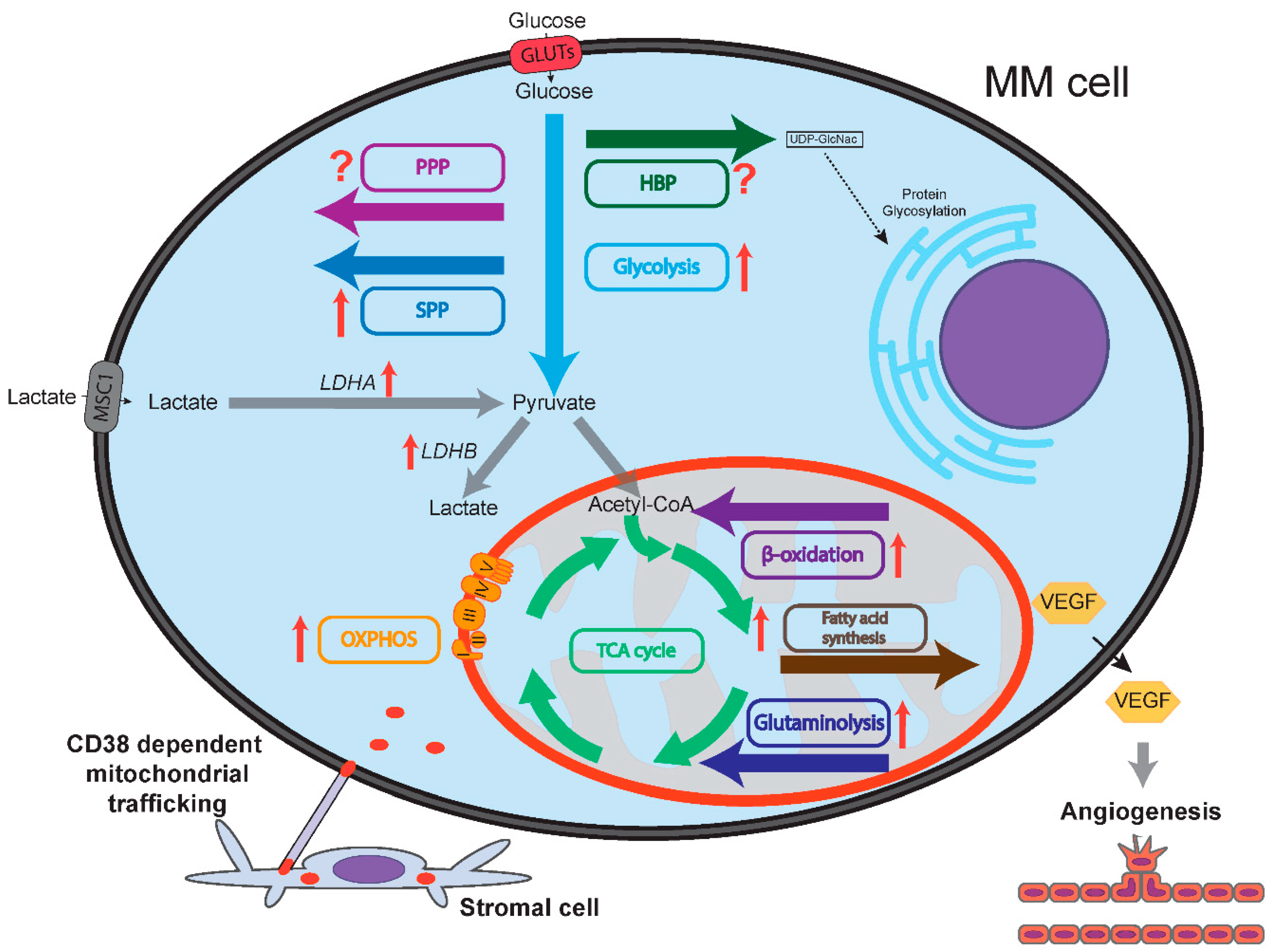 Cancers 13 00396 g001