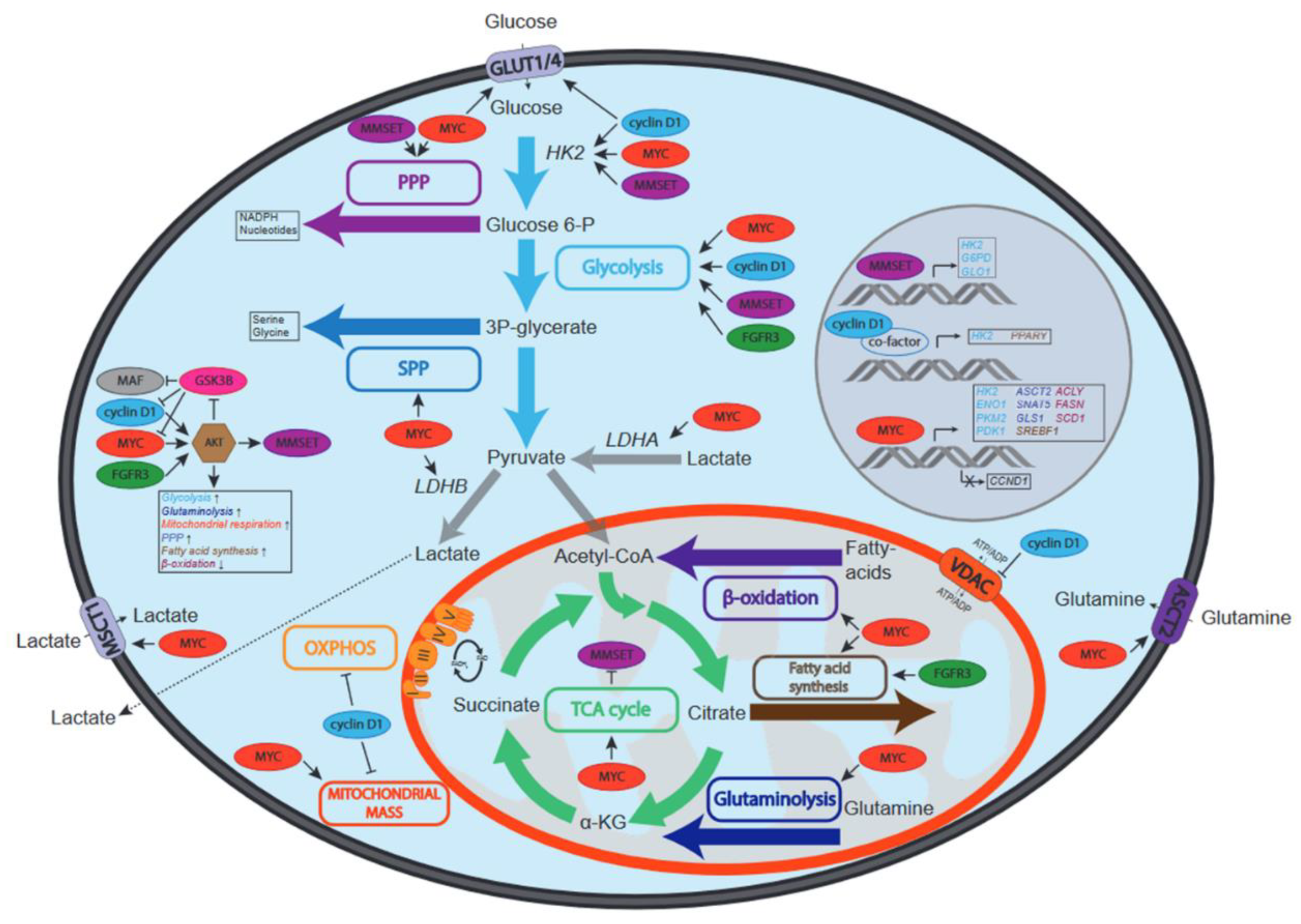 Cancers 13 00396 g002