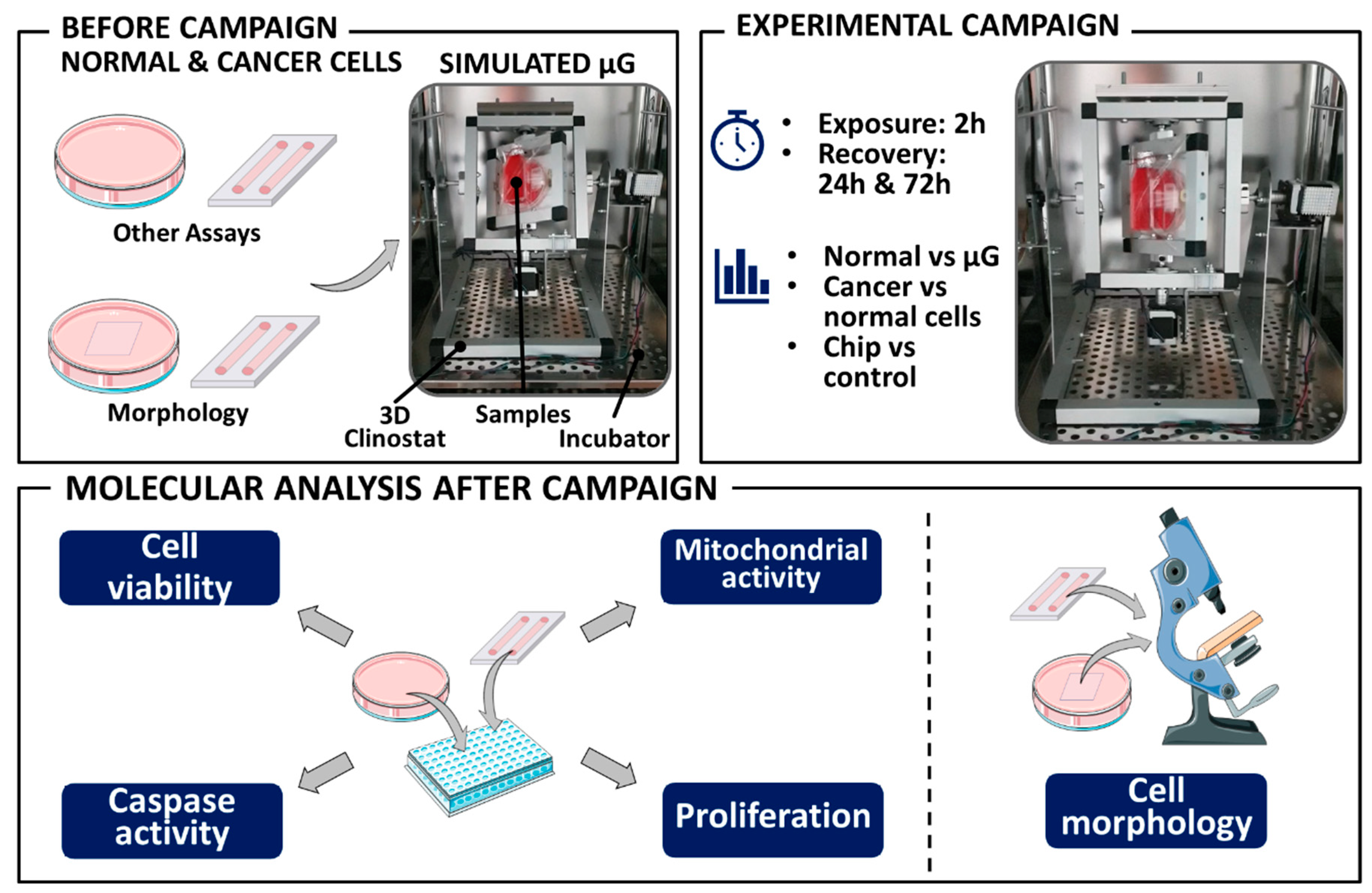 Cancers 13 00402 g007
