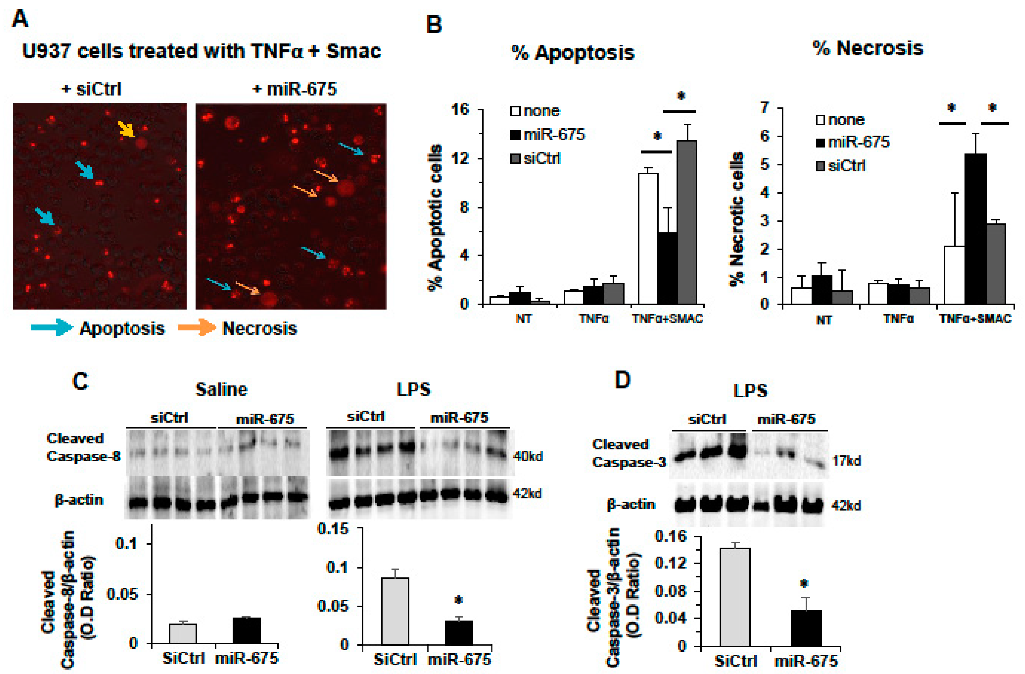 Cancers 13 00411 g006