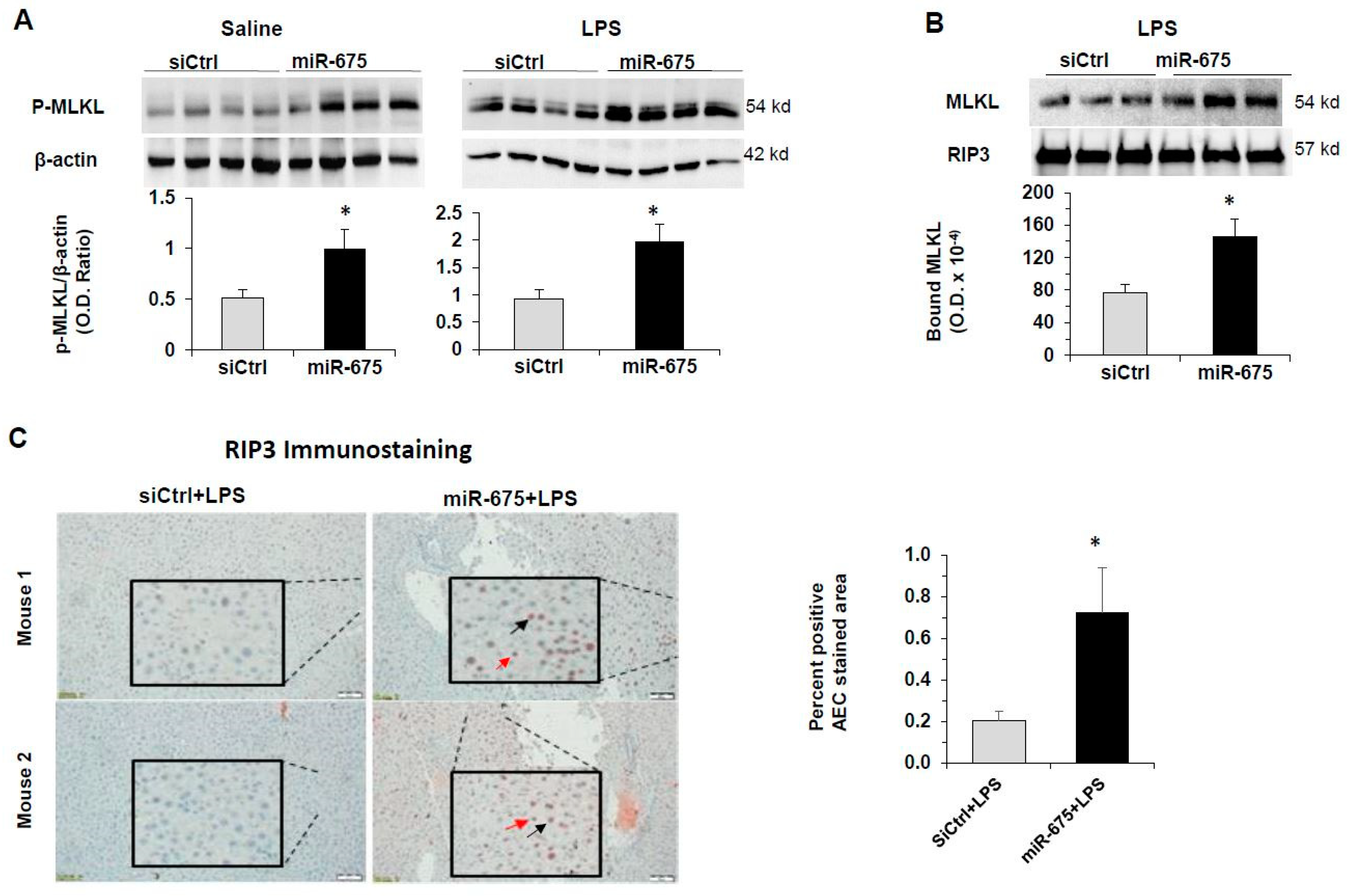 Cancers 13 00411 g008