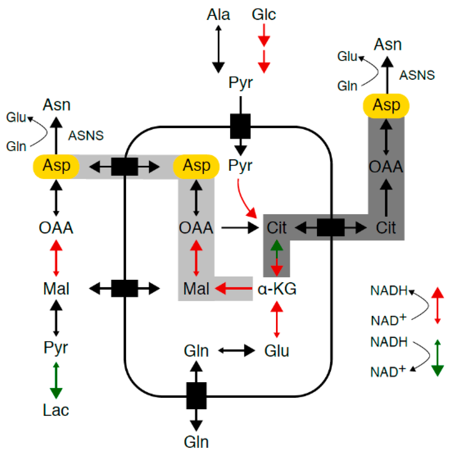 Cancers 13 00412 g001 Cancers 13 00412 g001