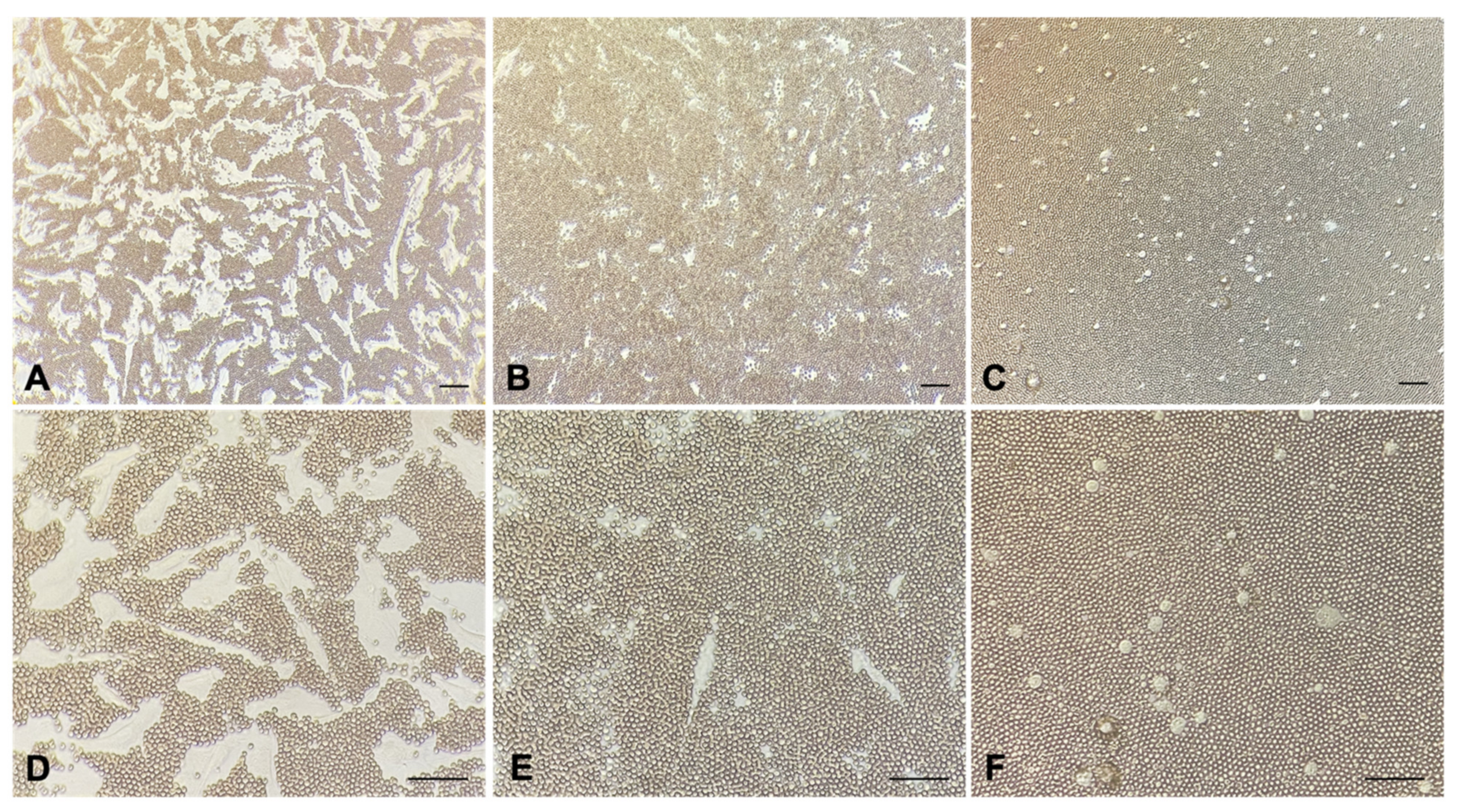 Cancers 13 00416 g002 Cancers 13 00416 g002