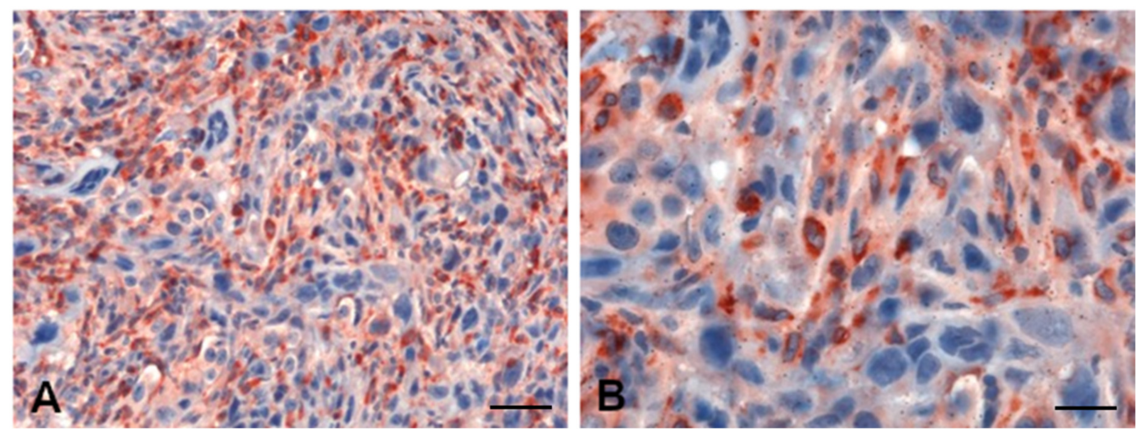 Cancers 13 00416 g006 Cancers 13 00416 g006