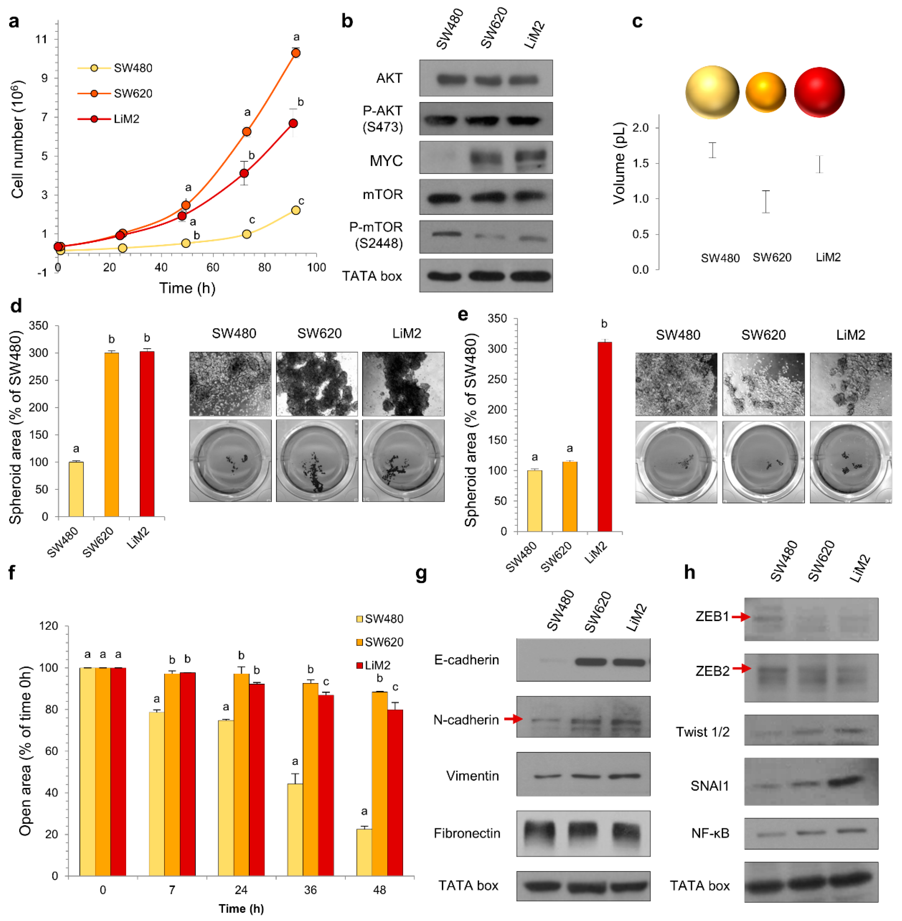 Cancers 13 00425 g001