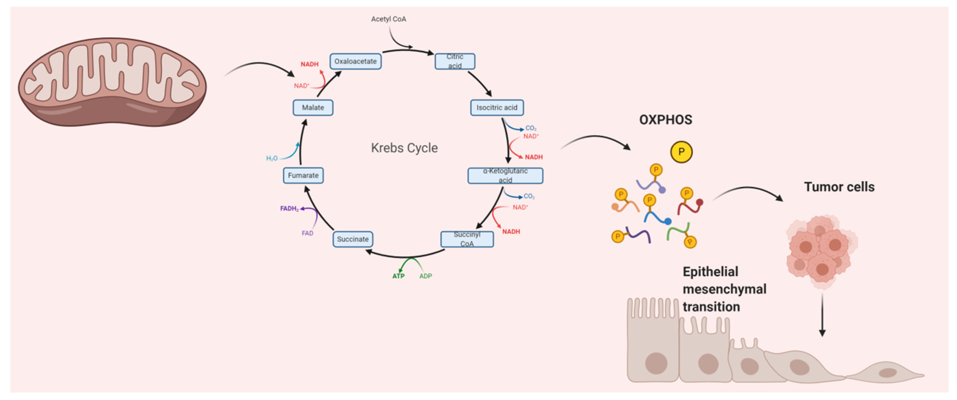 Cancers 13 00432 g001