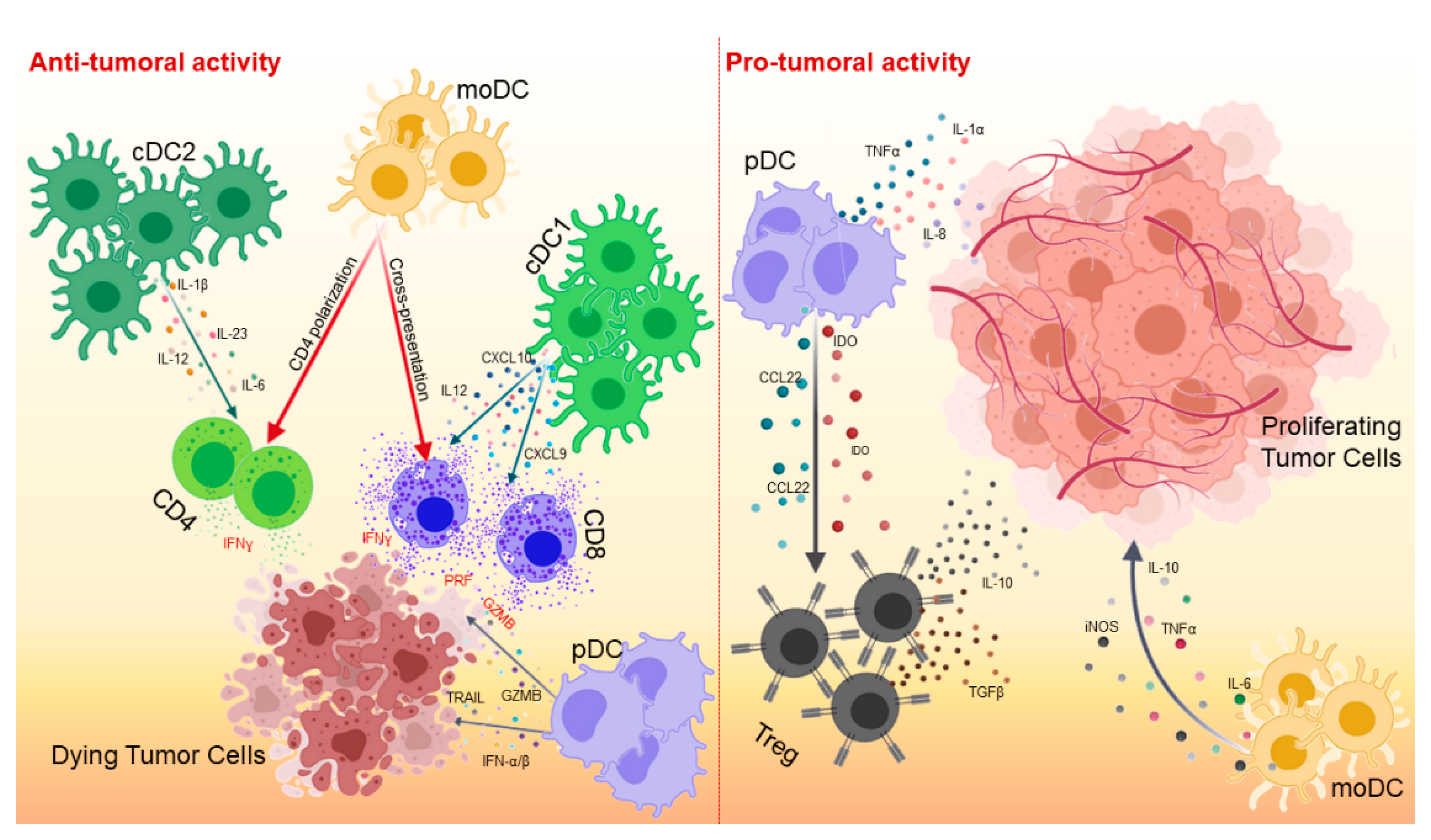 Cancers 13 00433 g001