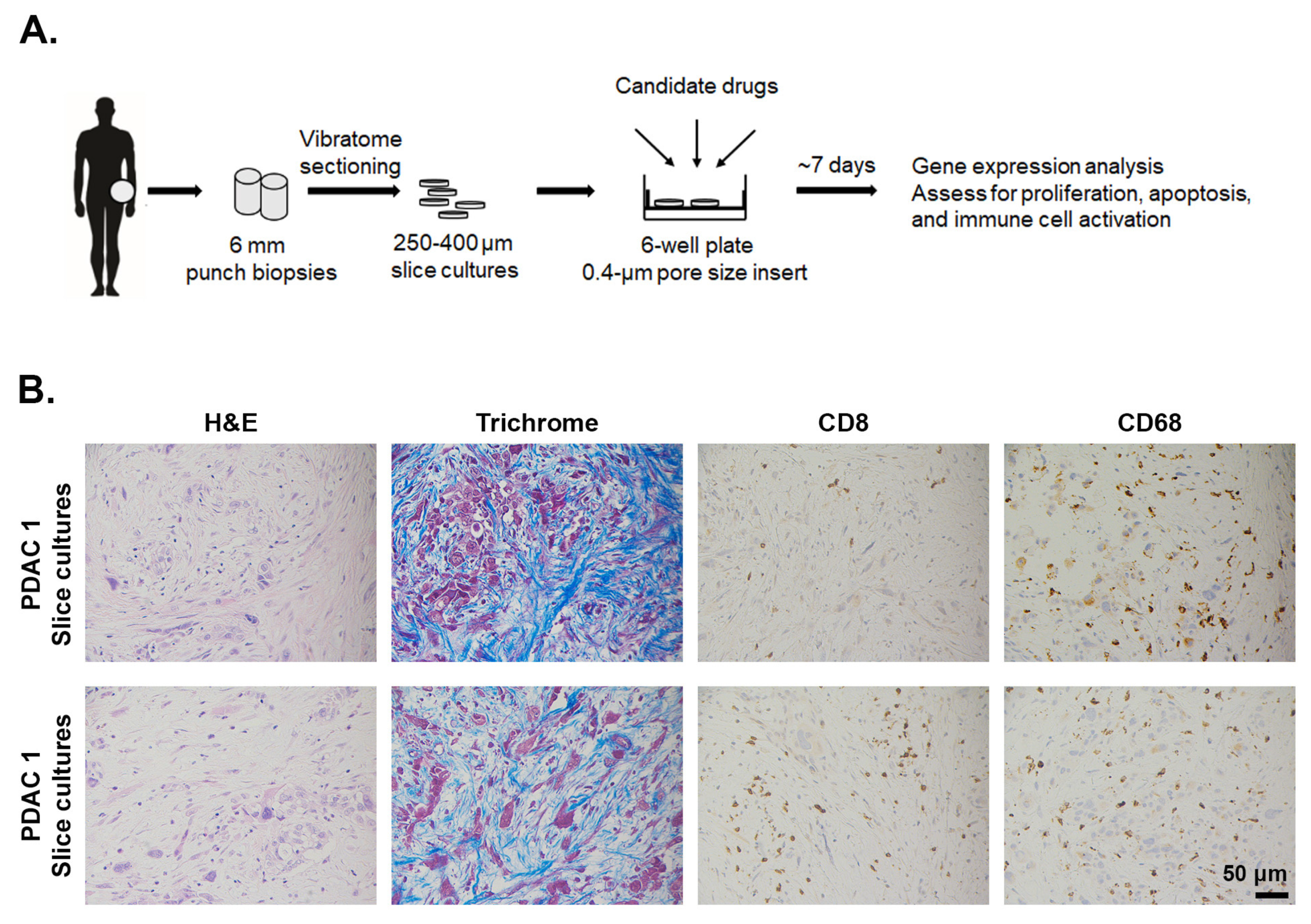 Cancers 13 00440 g006