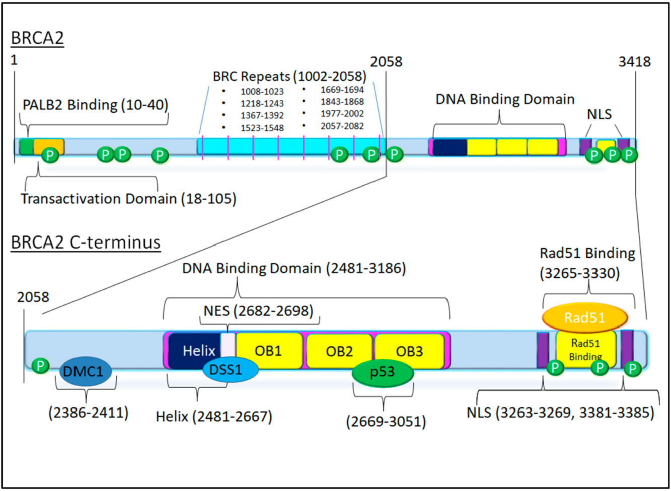 Cancers 13 00447 g001