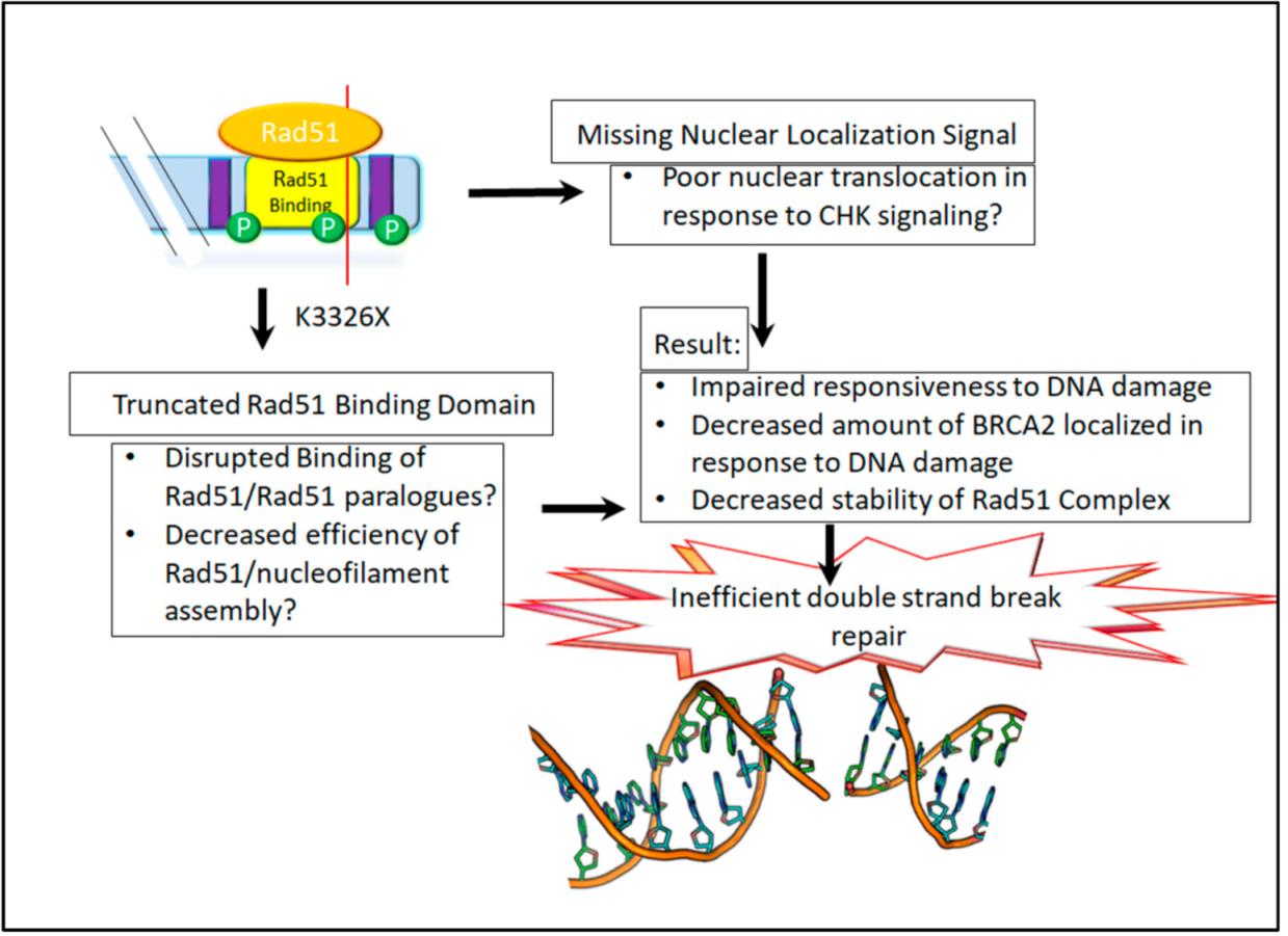 Cancers 13 00447 g003