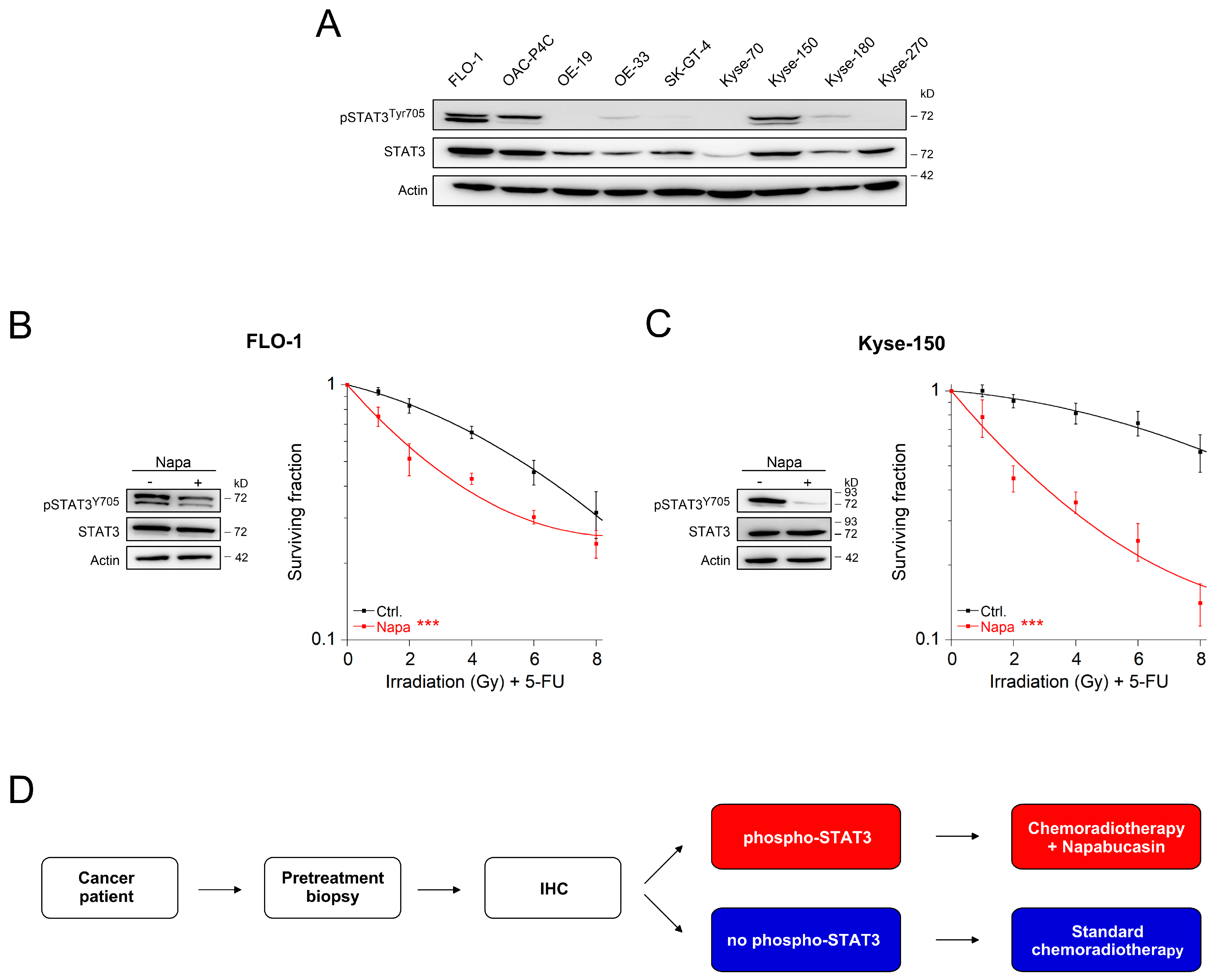 Cancers 13 00455 g003 Cancers 13 00455 g003