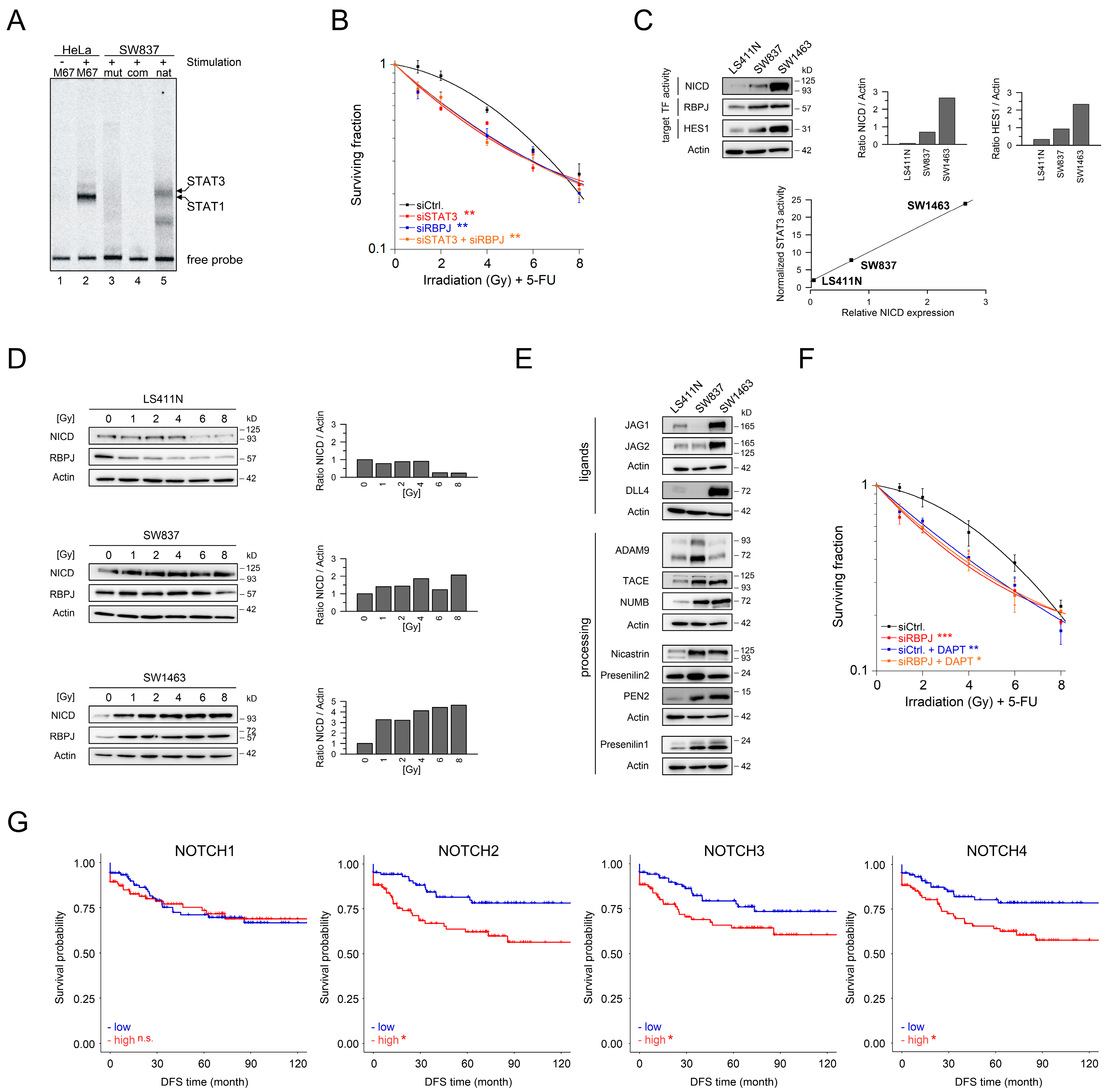 Cancers 13 00455 g005 Cancers 13 00455 g005