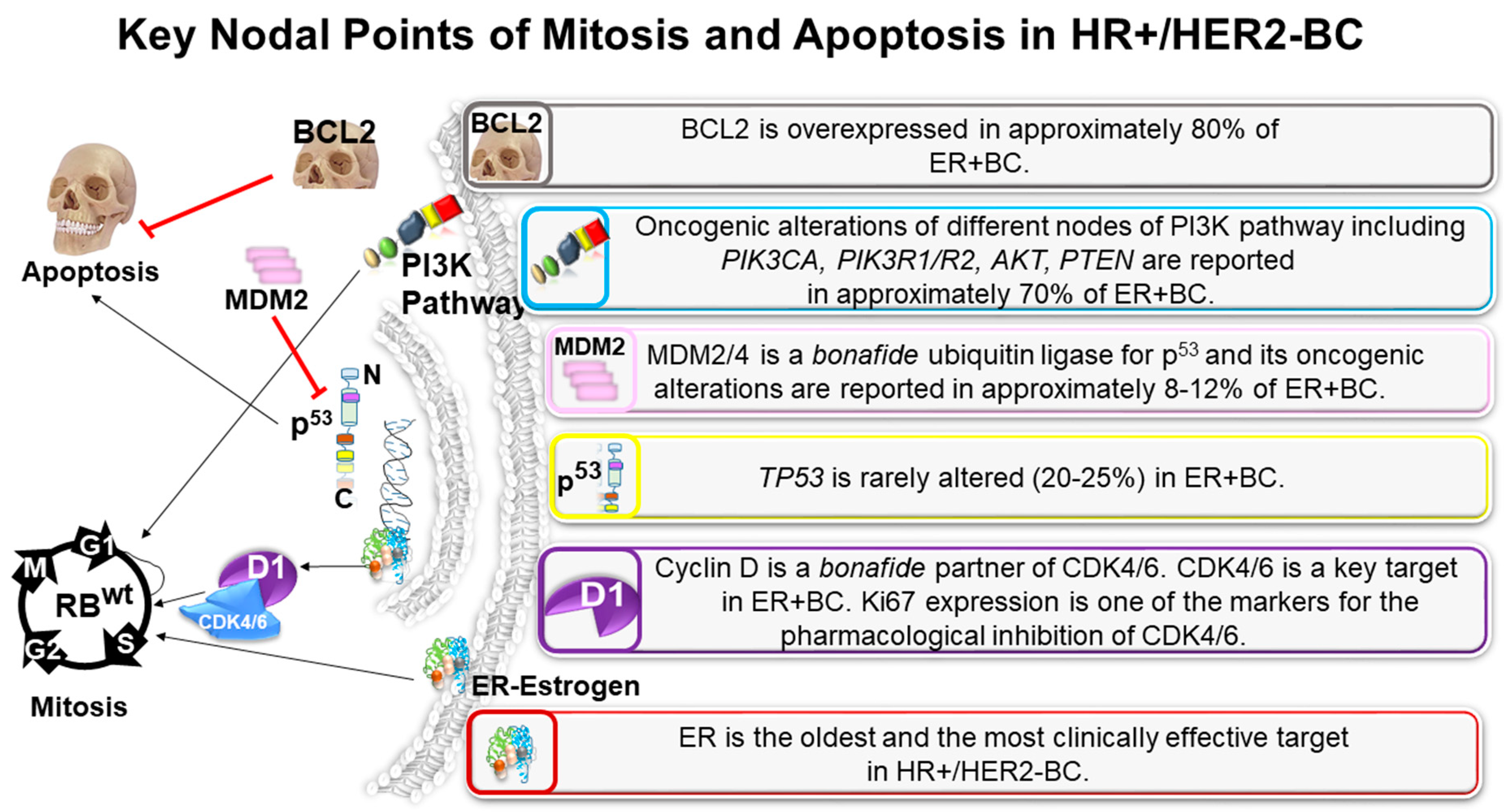 Cancers 13 00458 g001