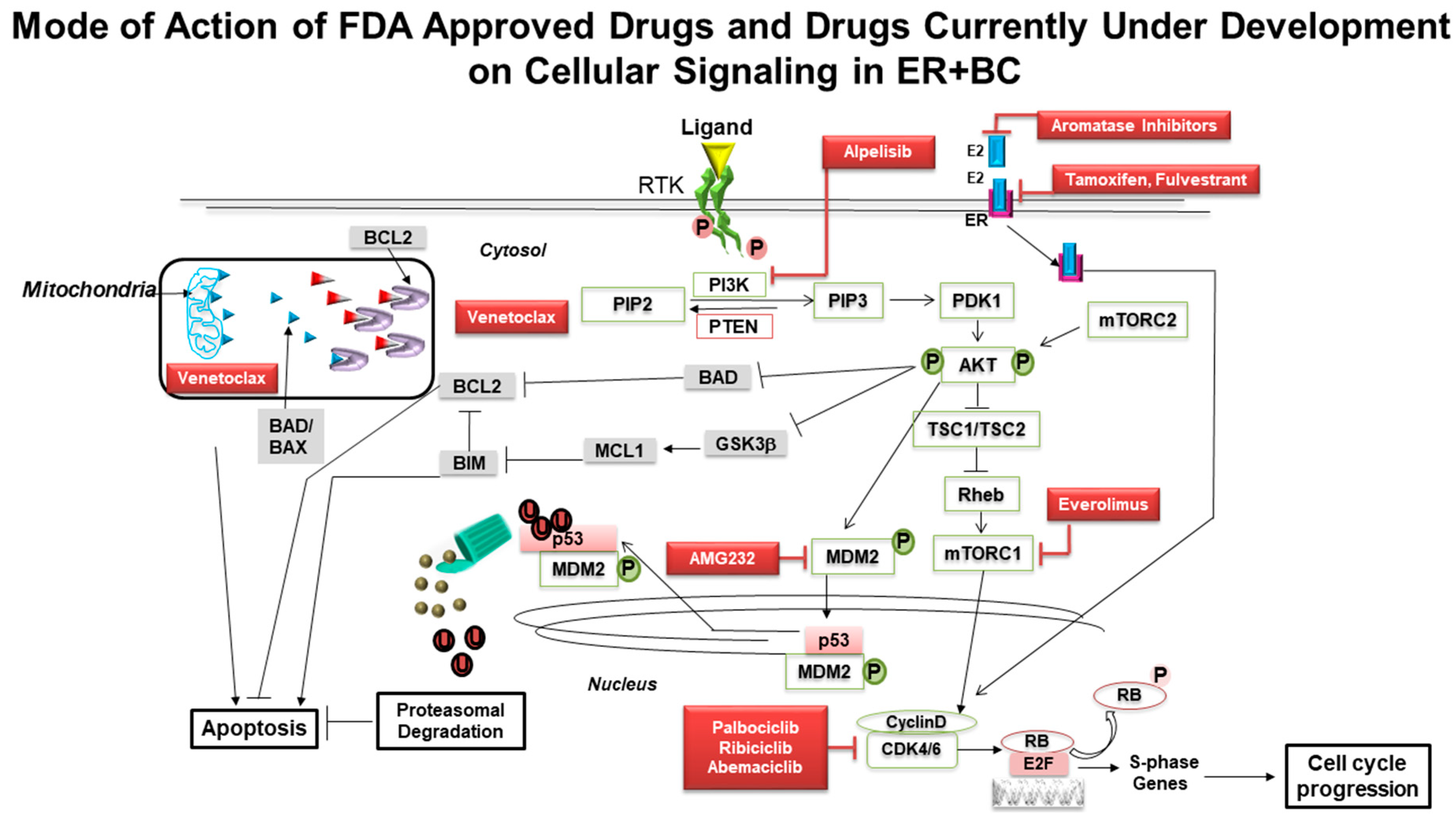 Cancers 13 00458 g002