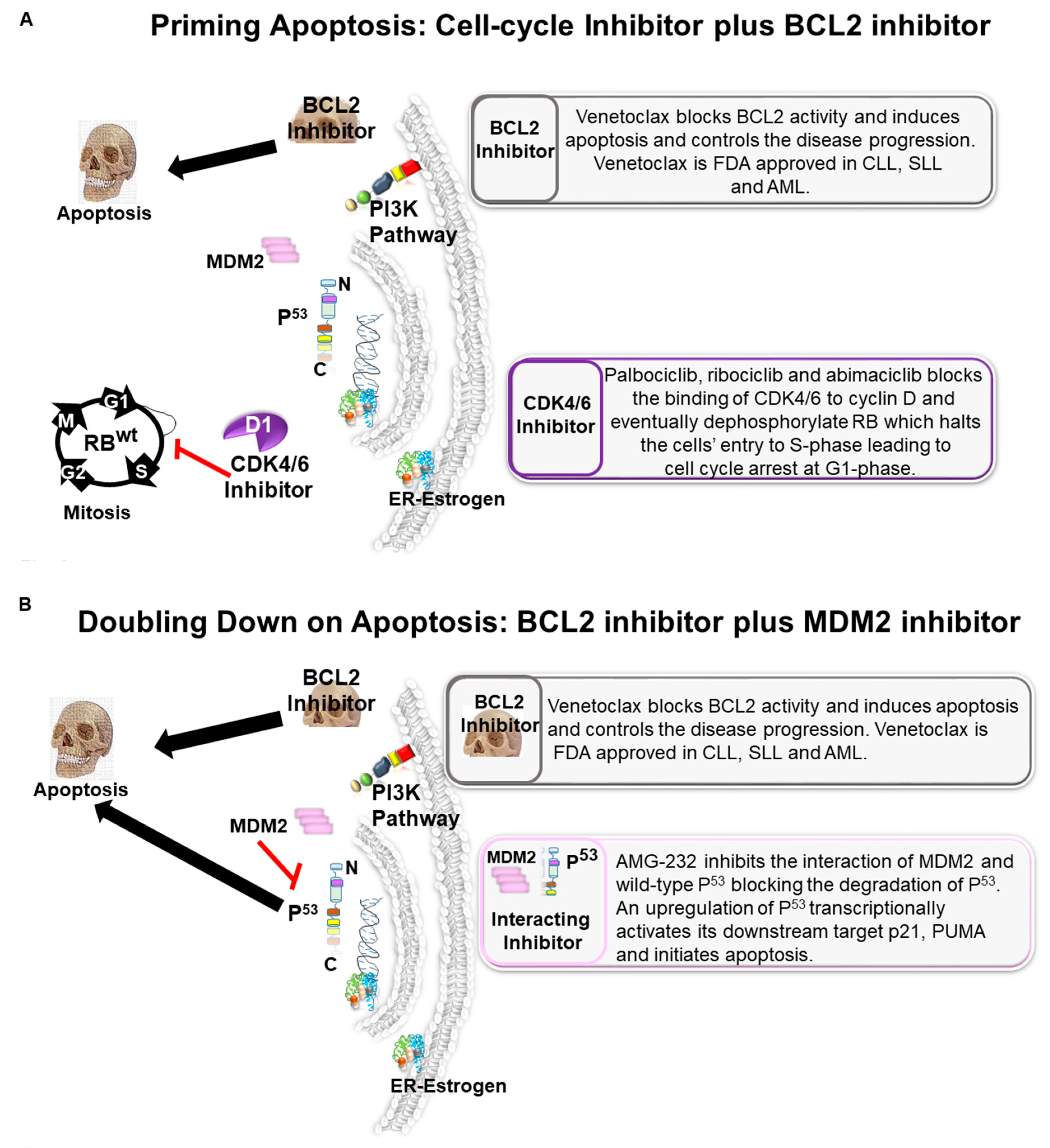 Cancers 13 00458 g003