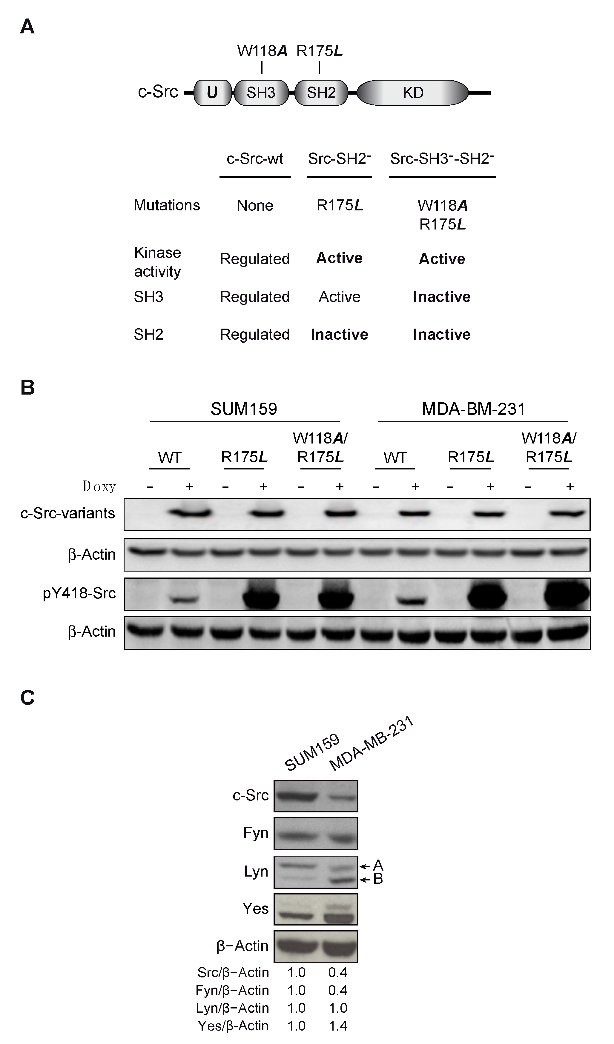 Cancers 13 00462 g001