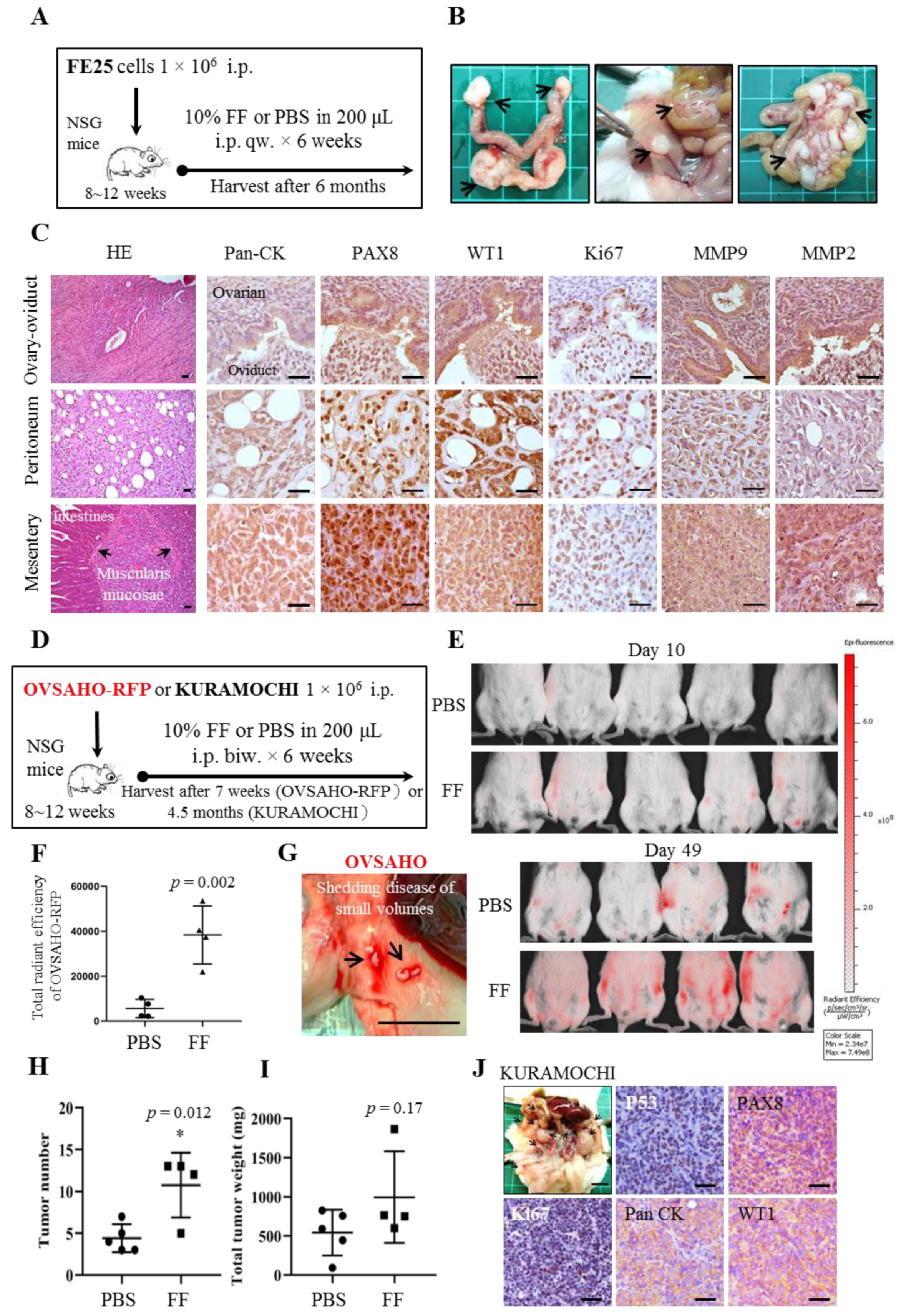 Cancers 13 00468 g001 Cancers 13 00468 g001