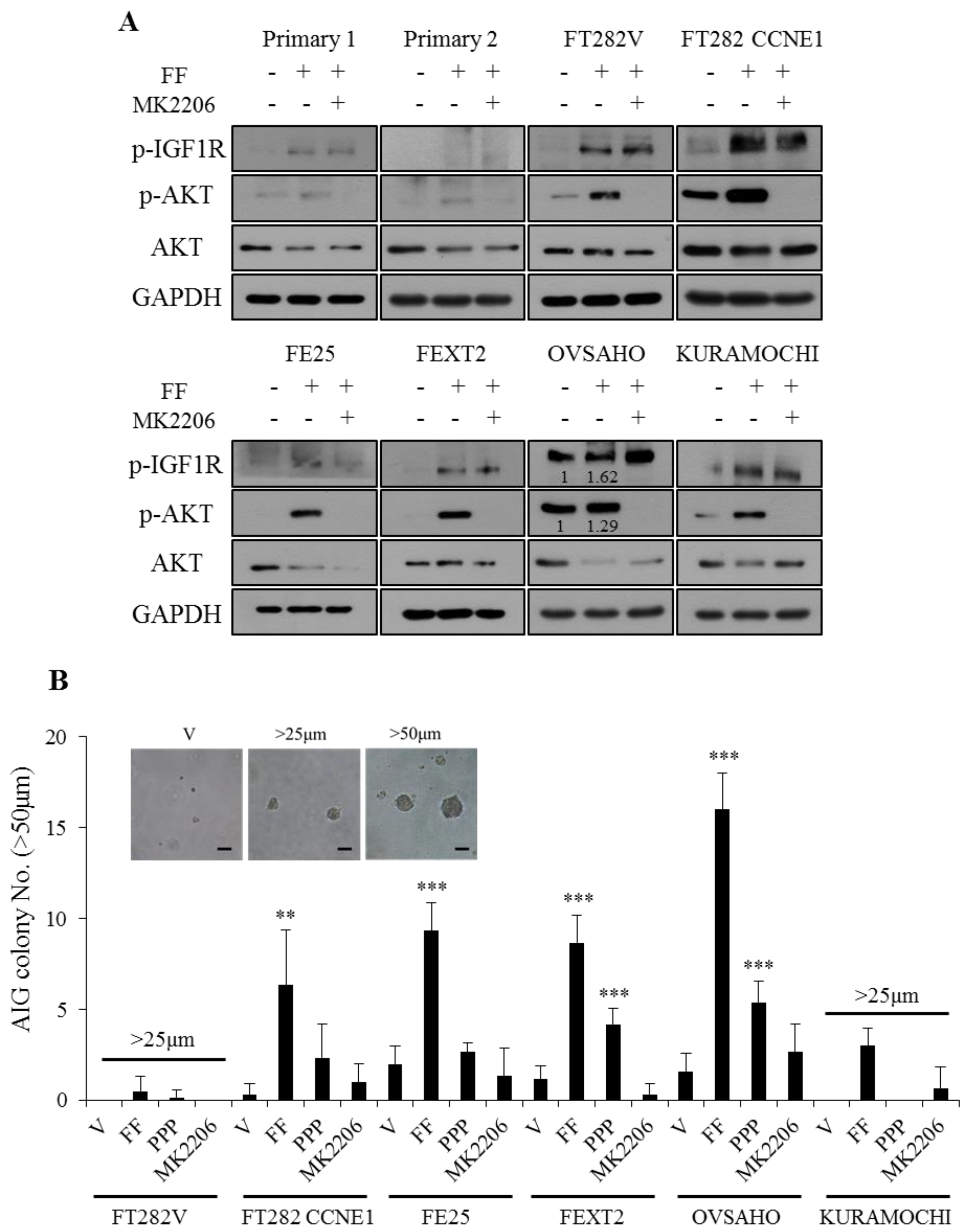 Cancers 13 00468 g002 Cancers 13 00468 g002