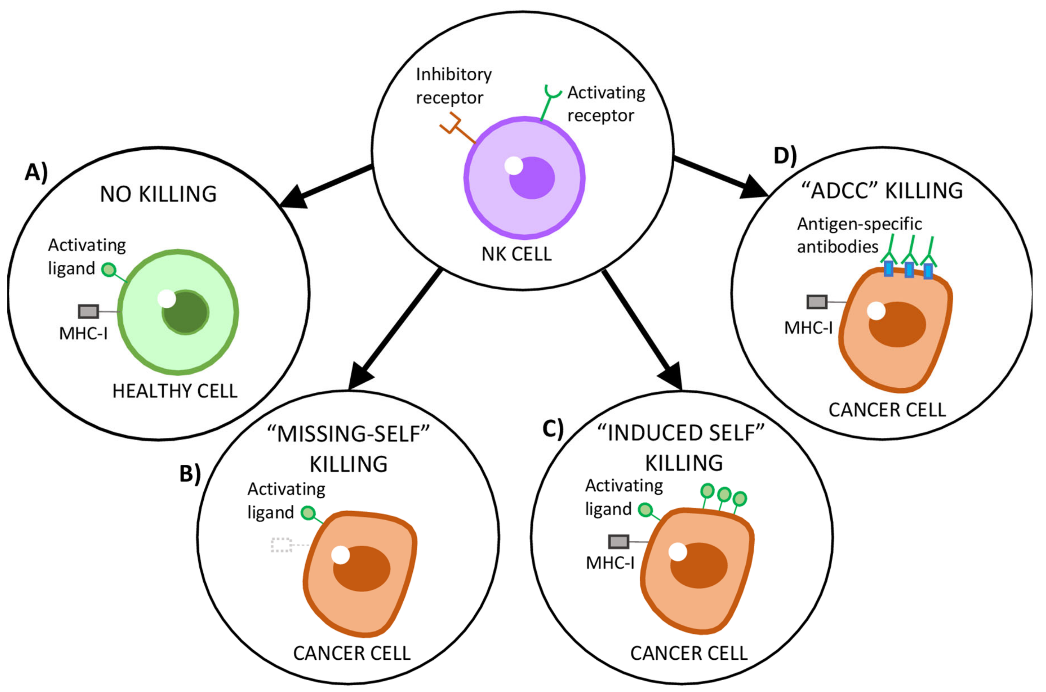 Cancers 13 00473 g002