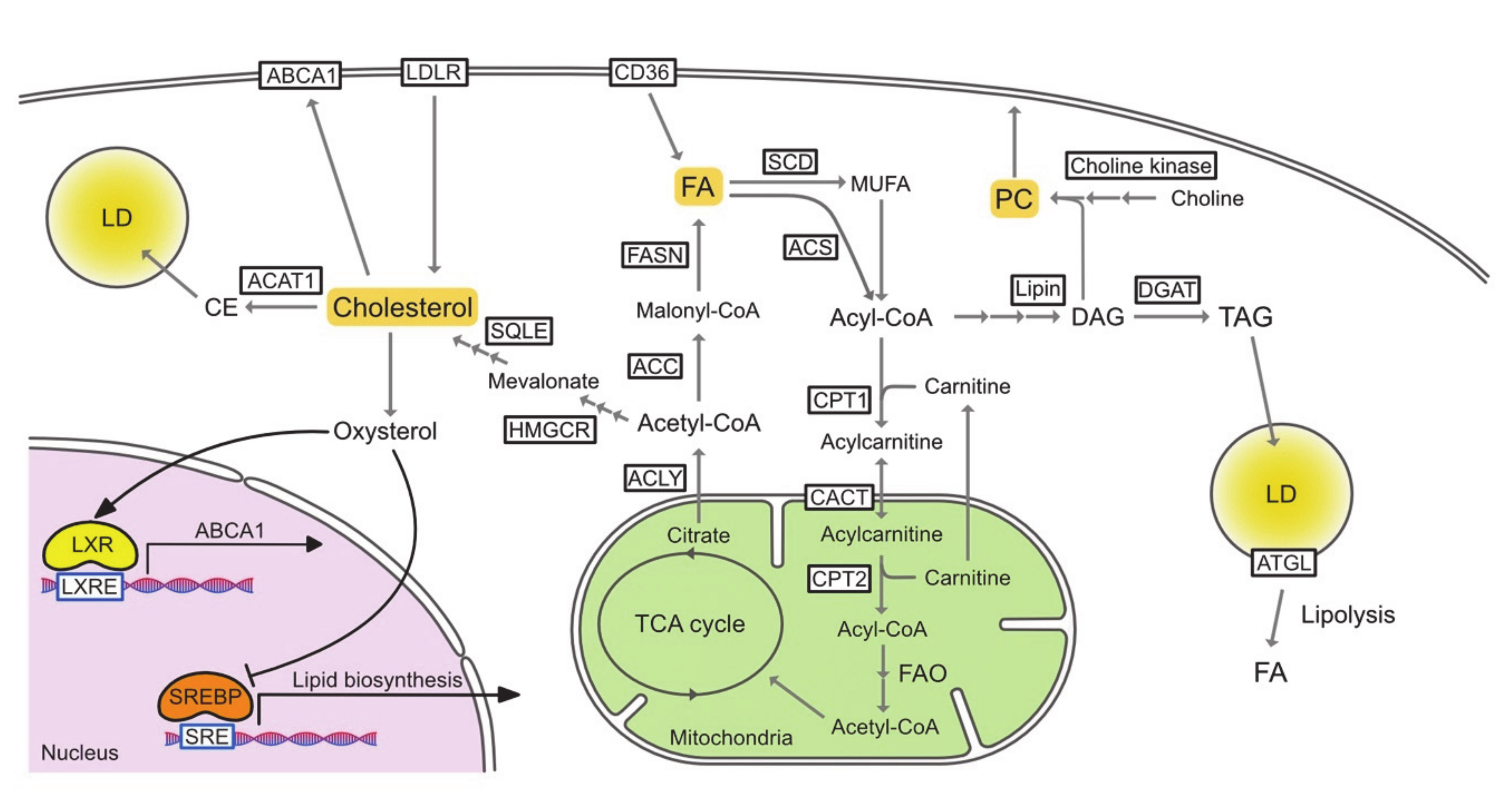 Cancers 13 00474 g001 Cancers 13 00474 g001