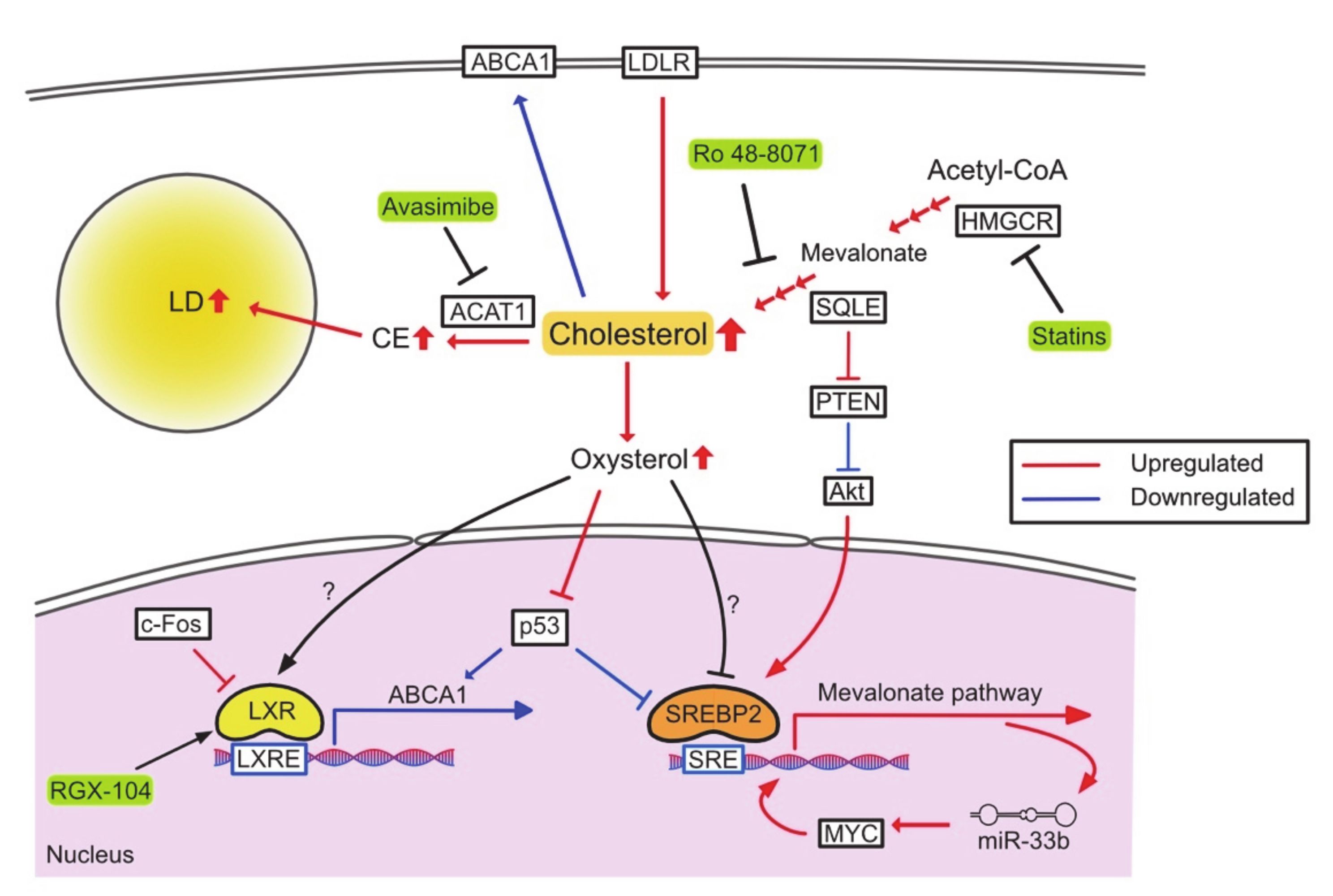 Cancers 13 00474 g002 Cancers 13 00474 g002