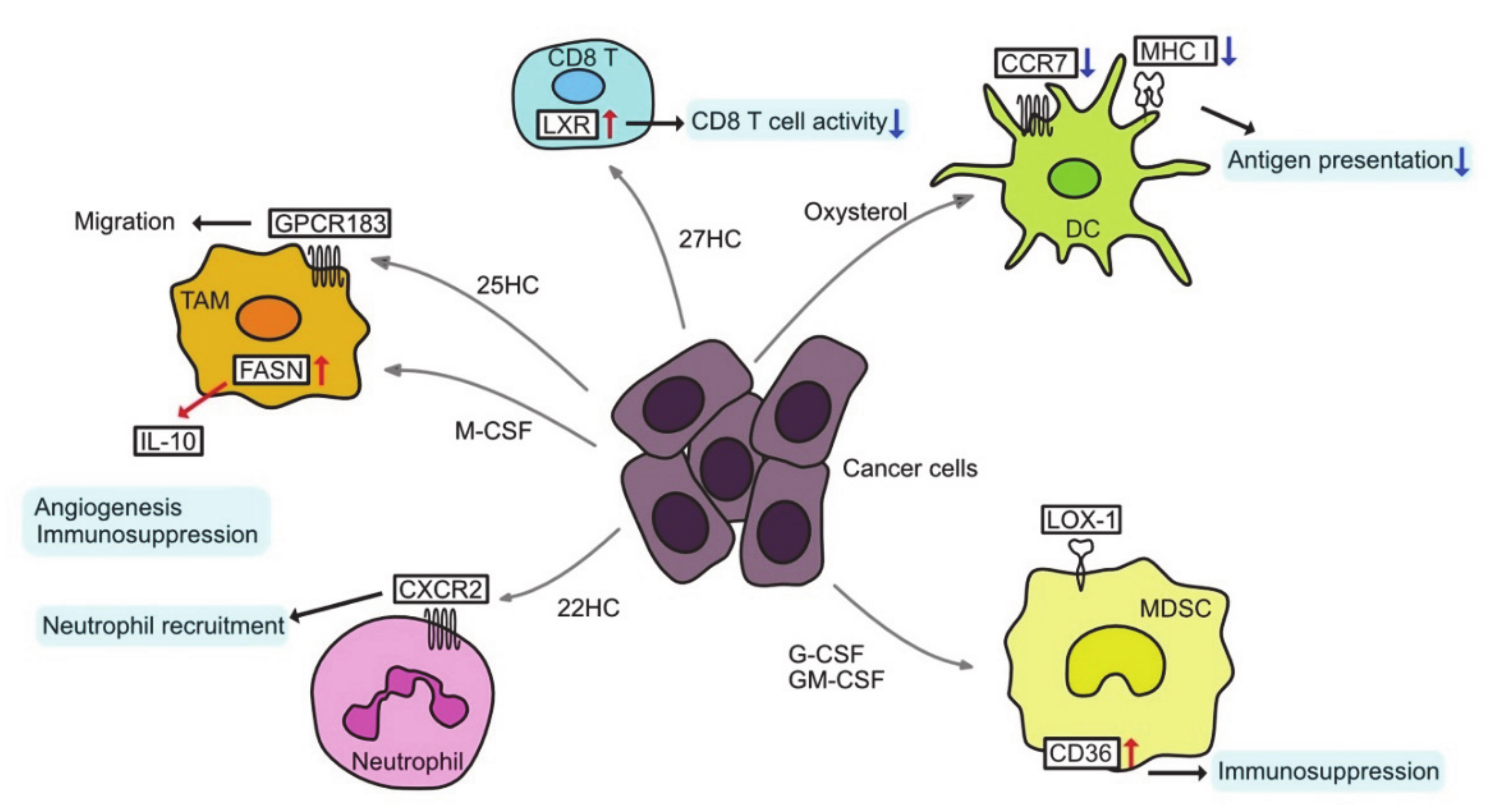 Cancers 13 00474 g003 Cancers 13 00474 g003