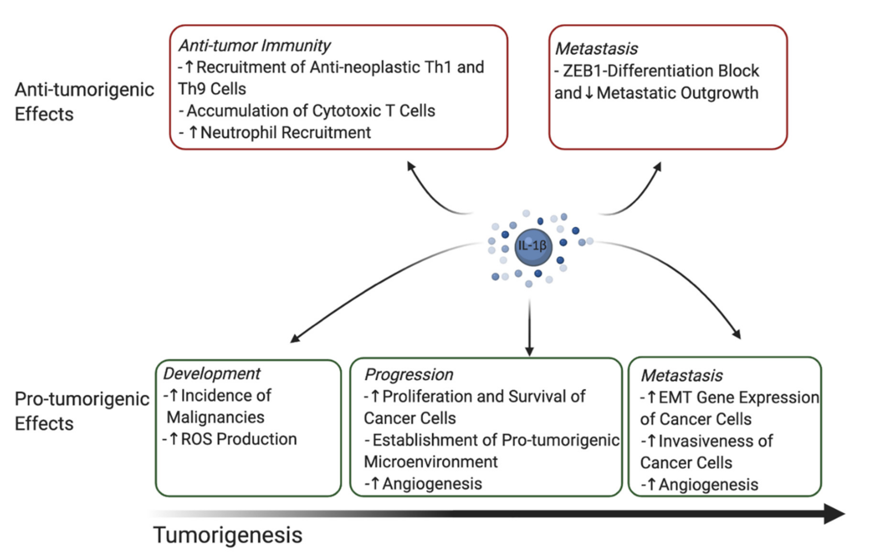 Cancers 13 00477 g001