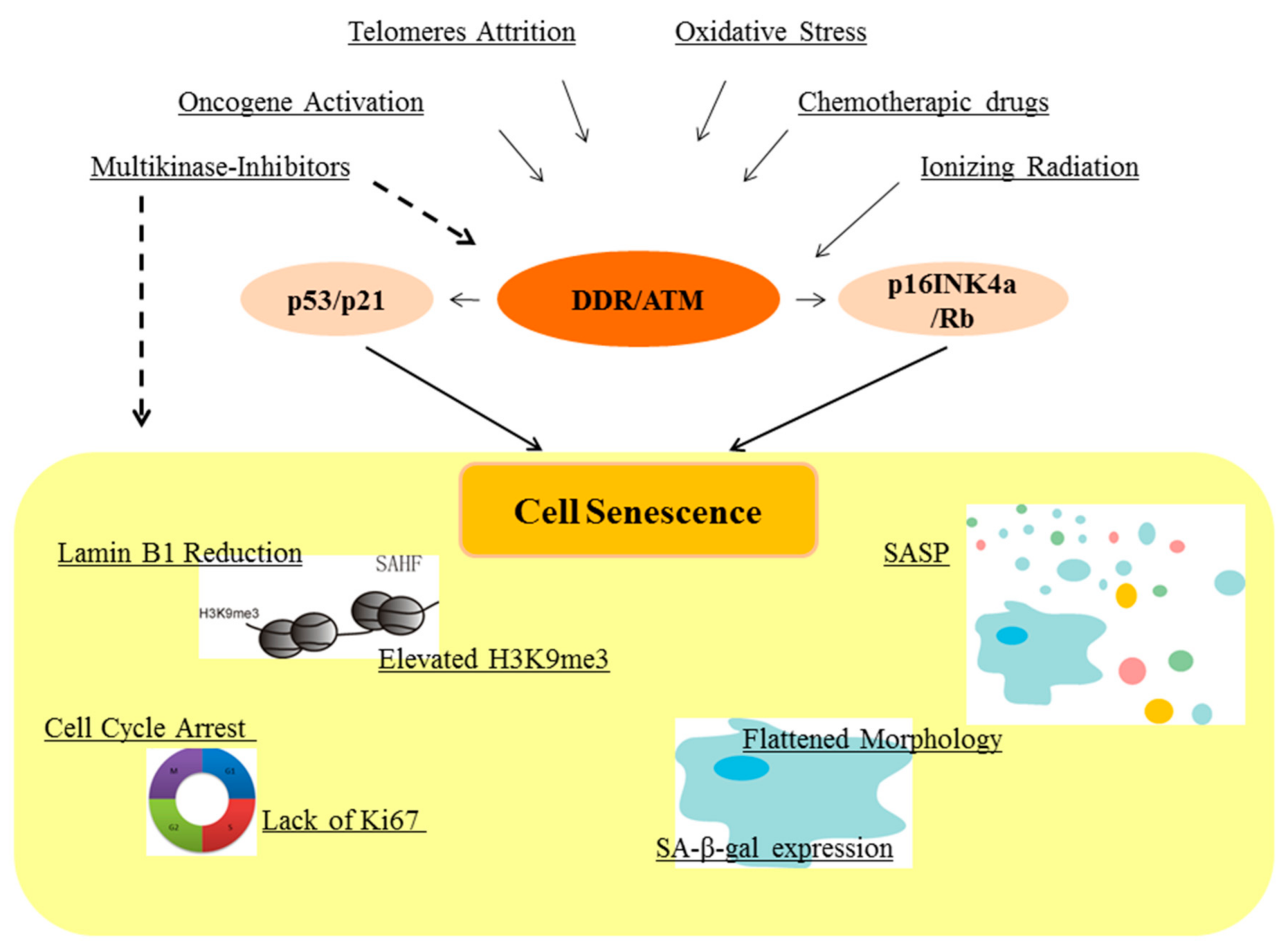 Cancers 13 00484 g001
