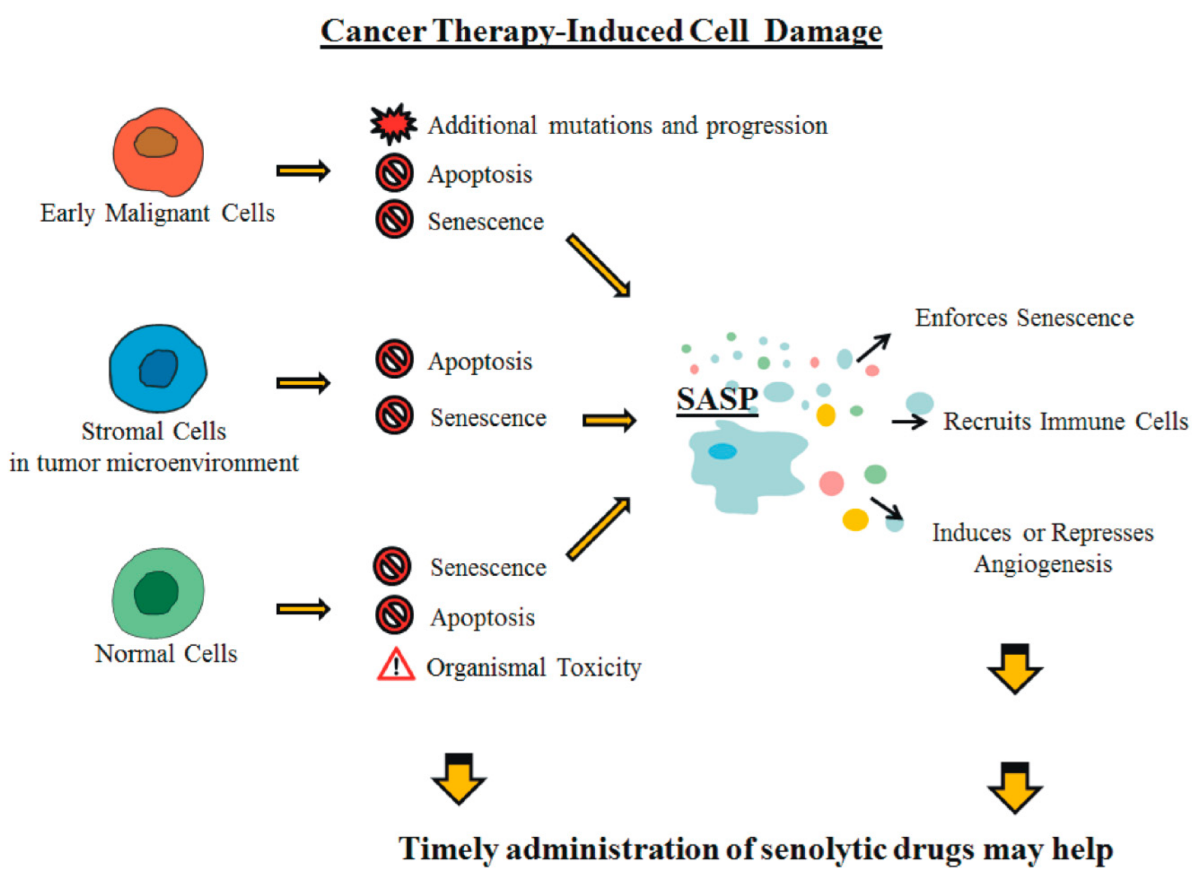 Cancers 13 00484 g002
