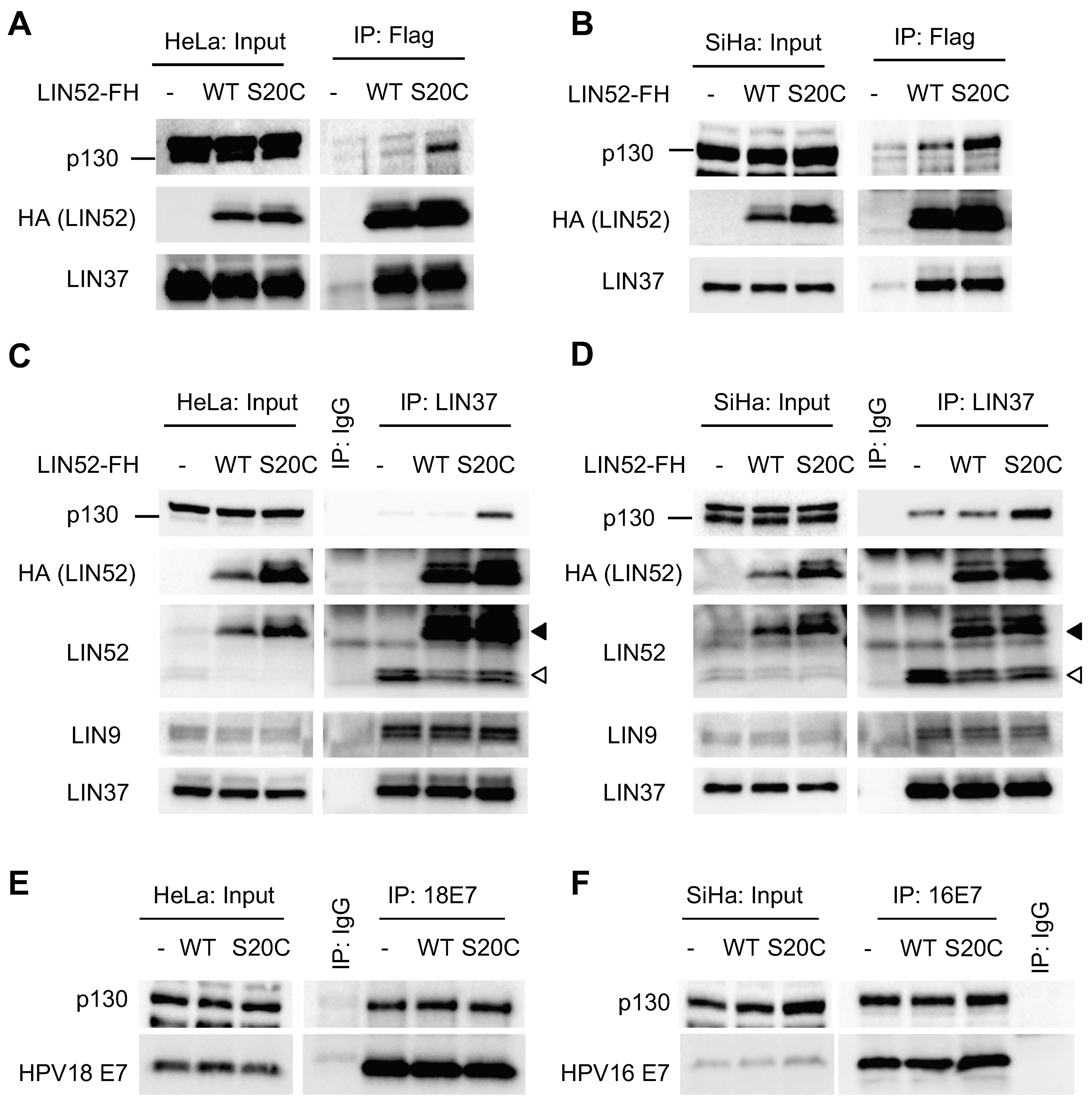 Cancers 13 00489 g003