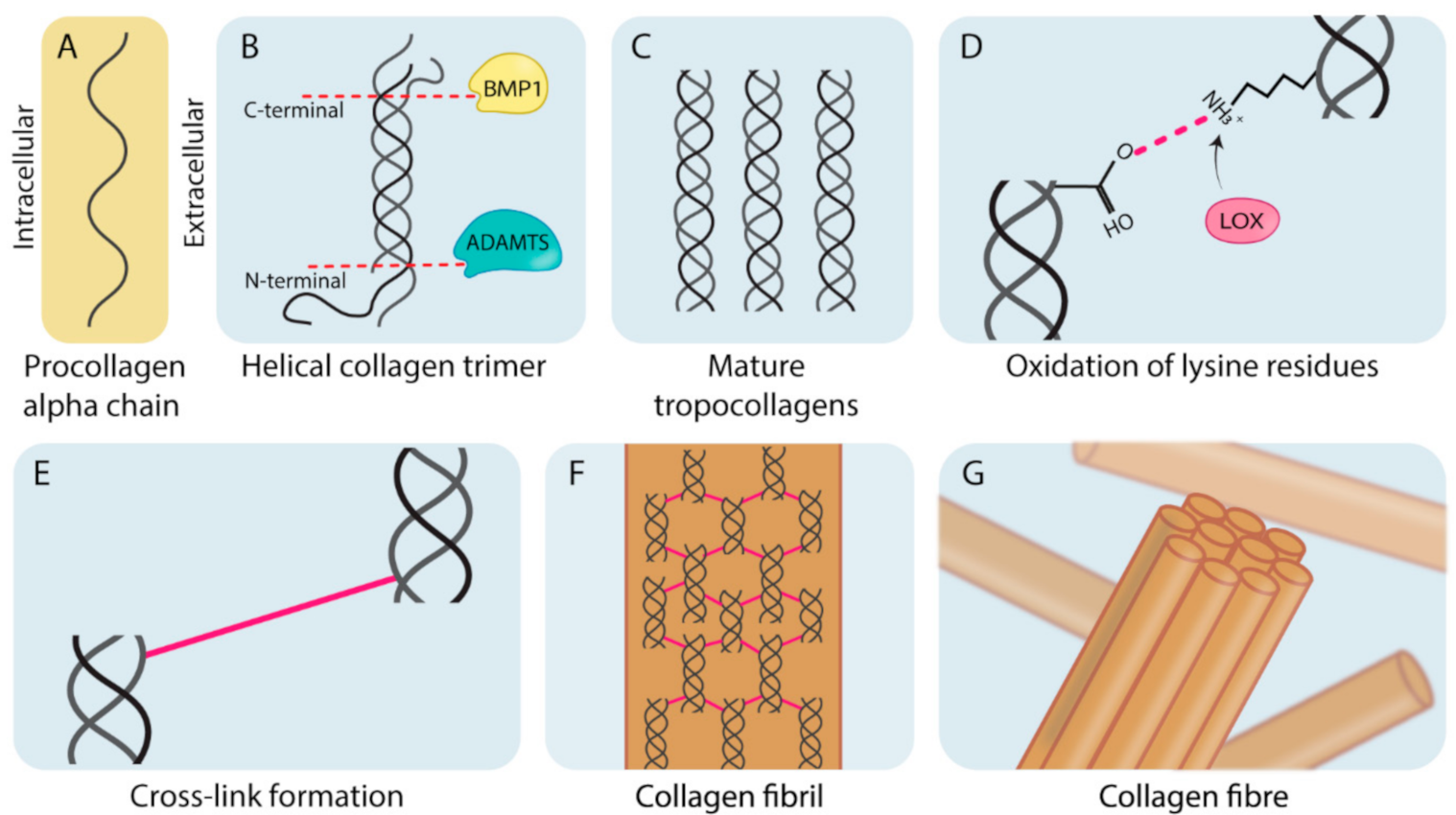 Cancers 13 00491 g001
