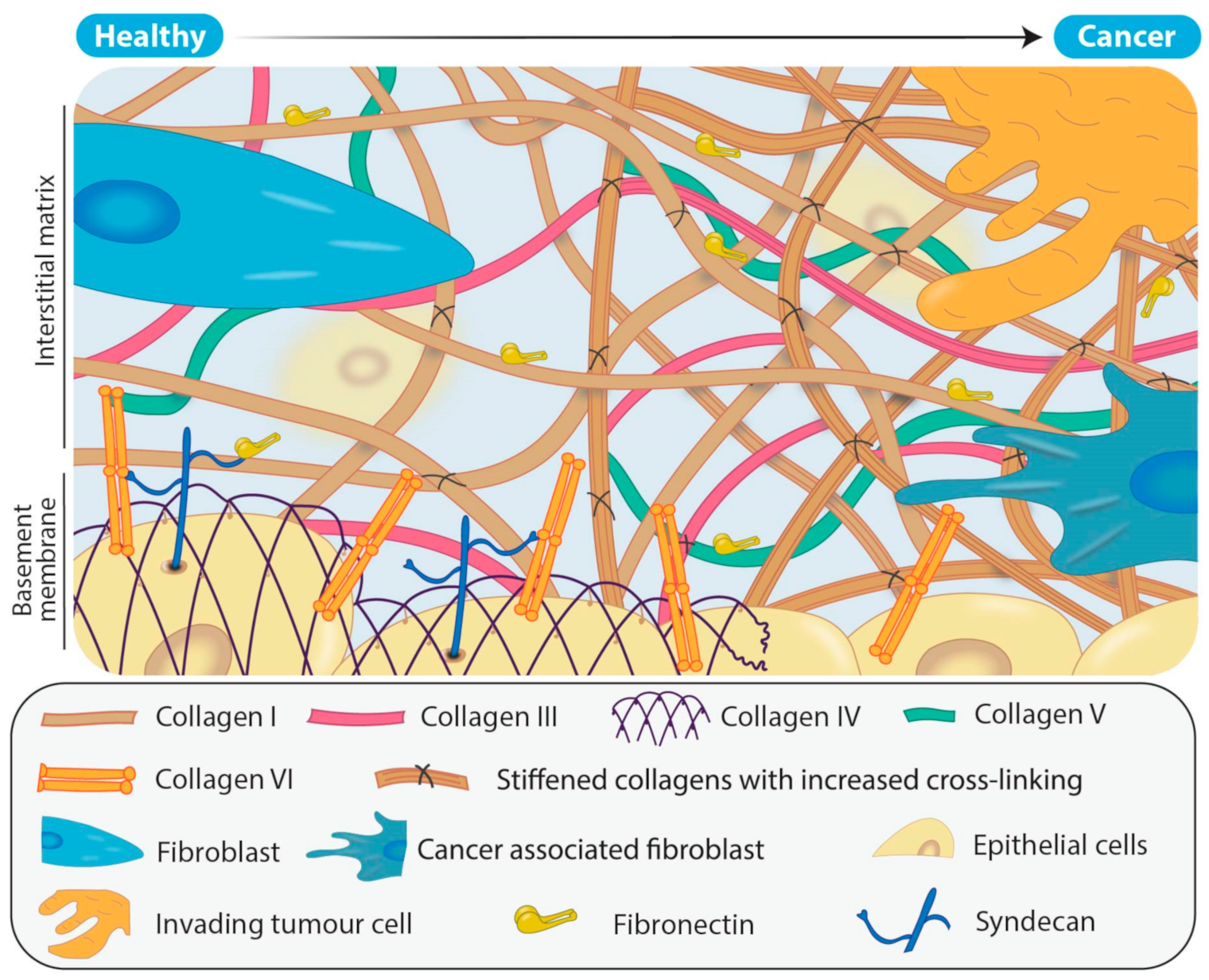 Cancers 13 00491 g002