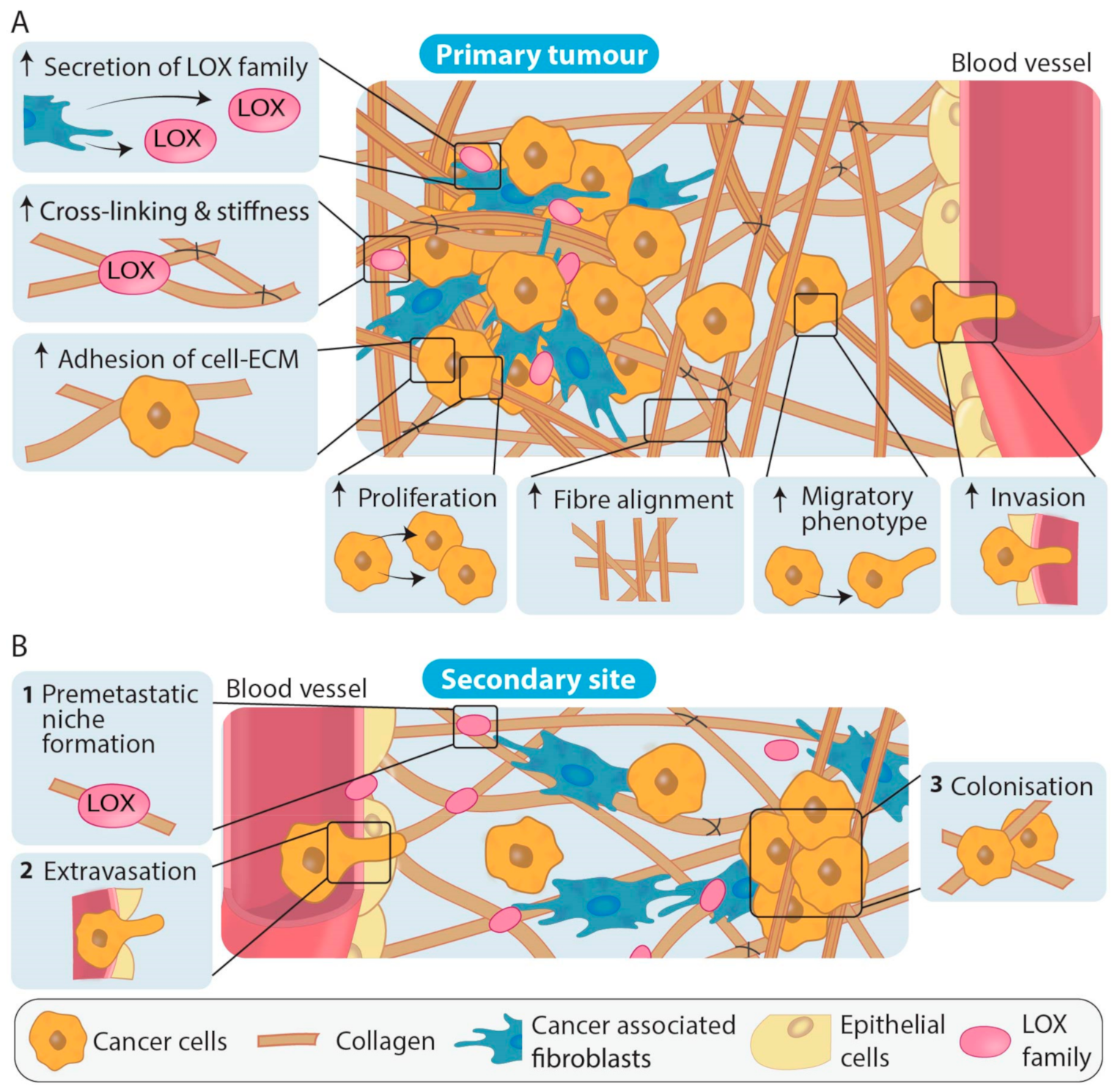 Cancers 13 00491 g004