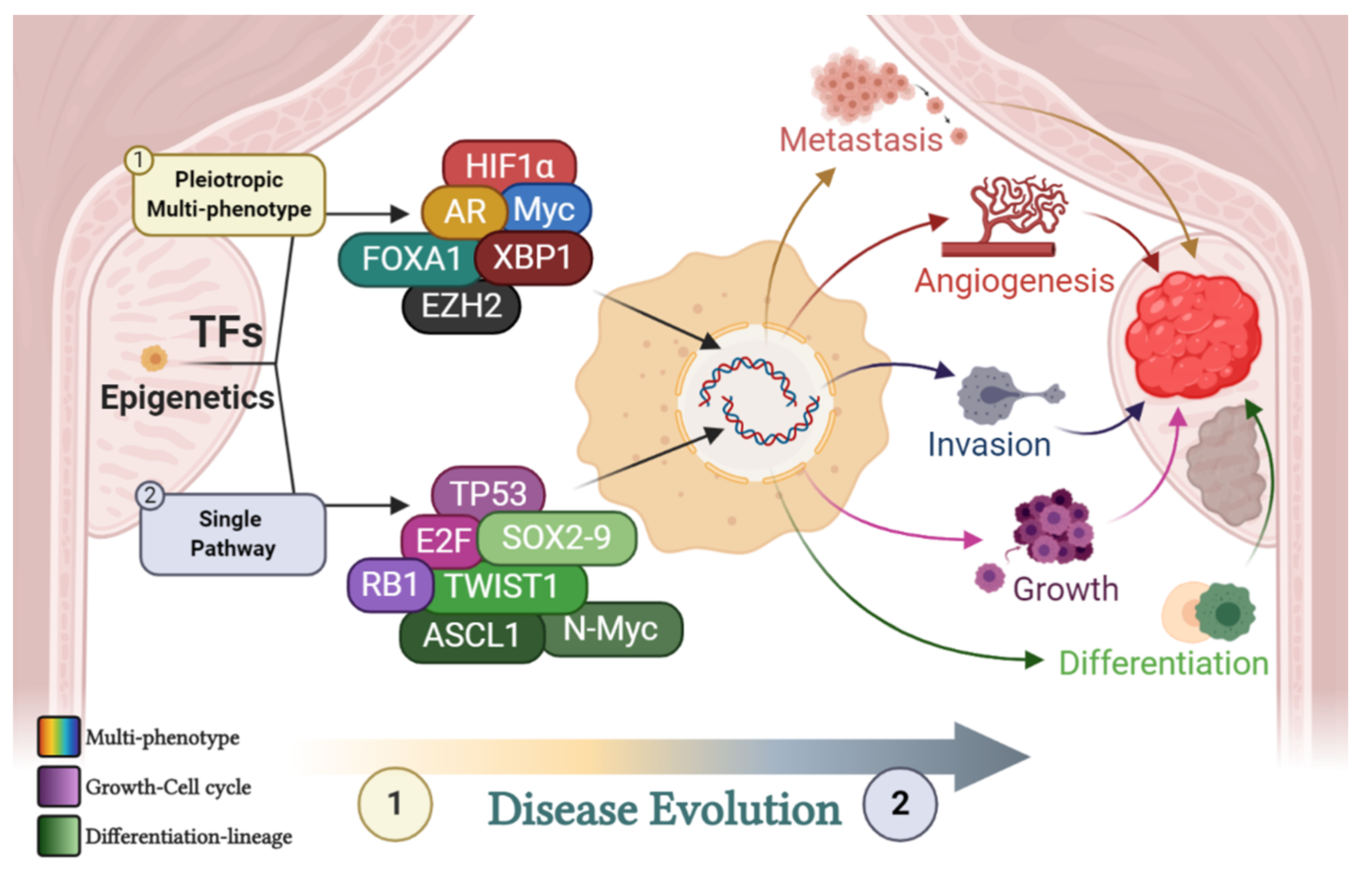 Cancers 13 00495 g001