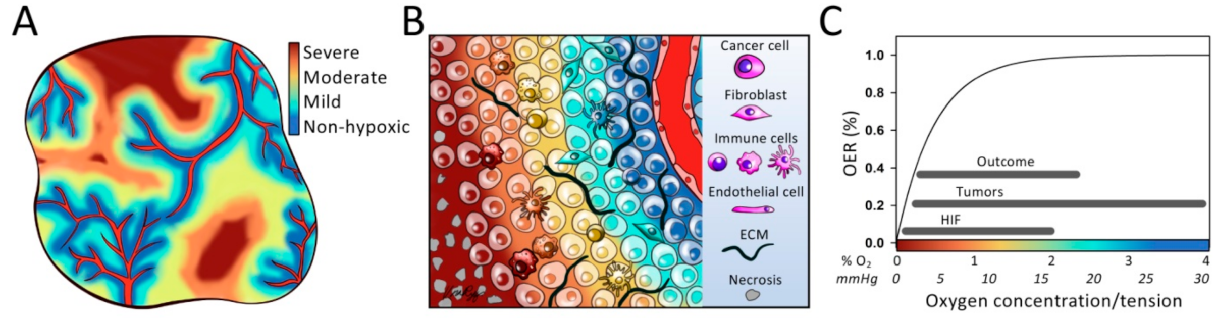 Cancers 13 00499 g001