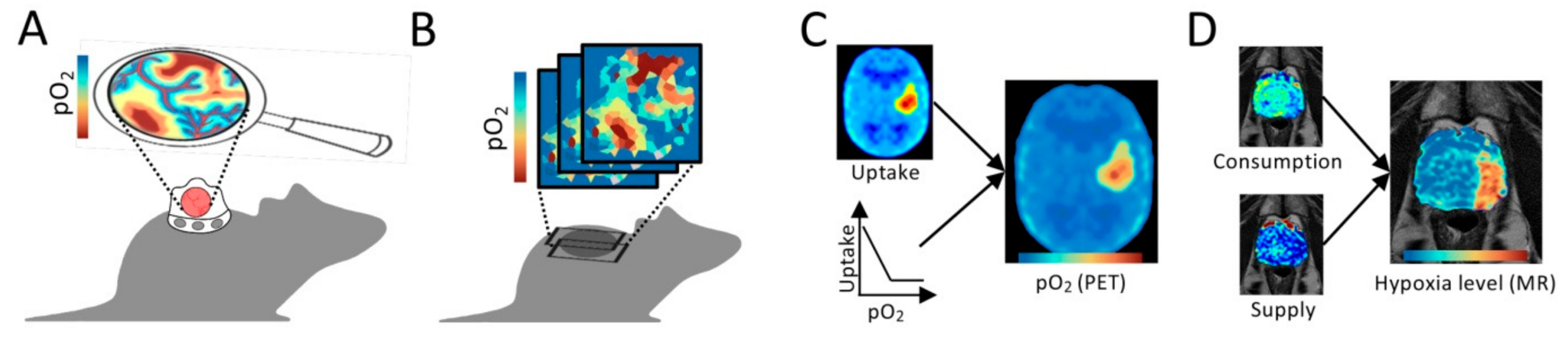 Cancers 13 00499 g004